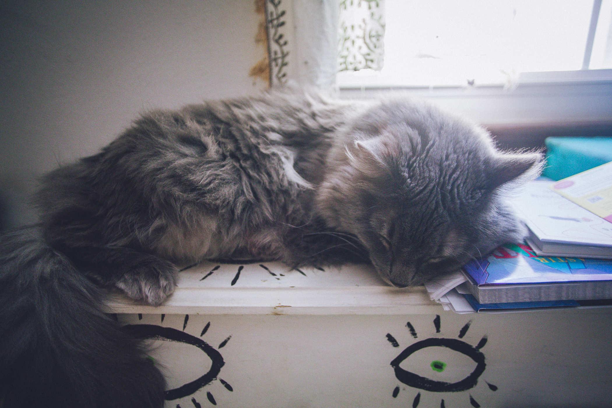 Photo of a grey cat asleep next to some books on a white piano that has eyes painted on it