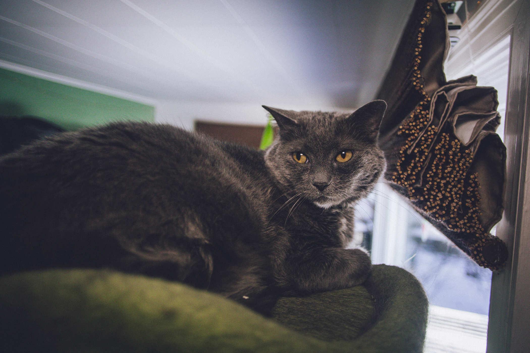 photo of a grey cat sitting at the top of a green cat tree