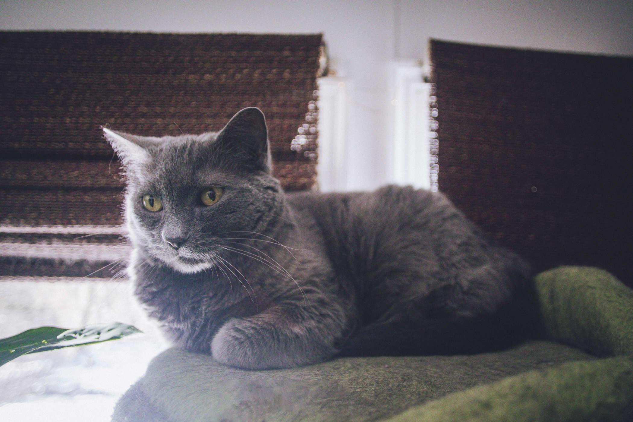Photo of a grey cat sitting on a cat mansion