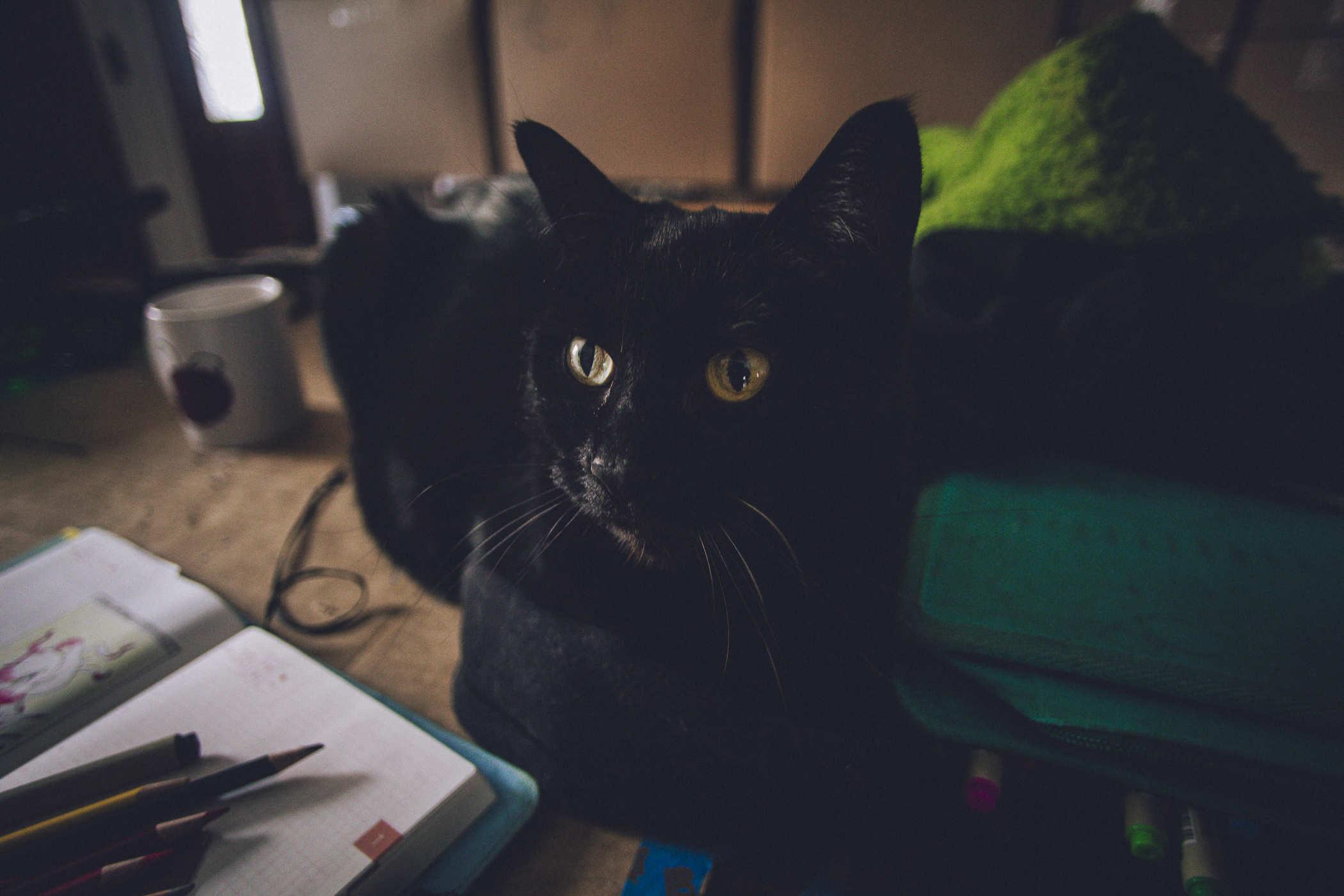 Photo of a black cat sitting next to the open notebook where the above drawings take place