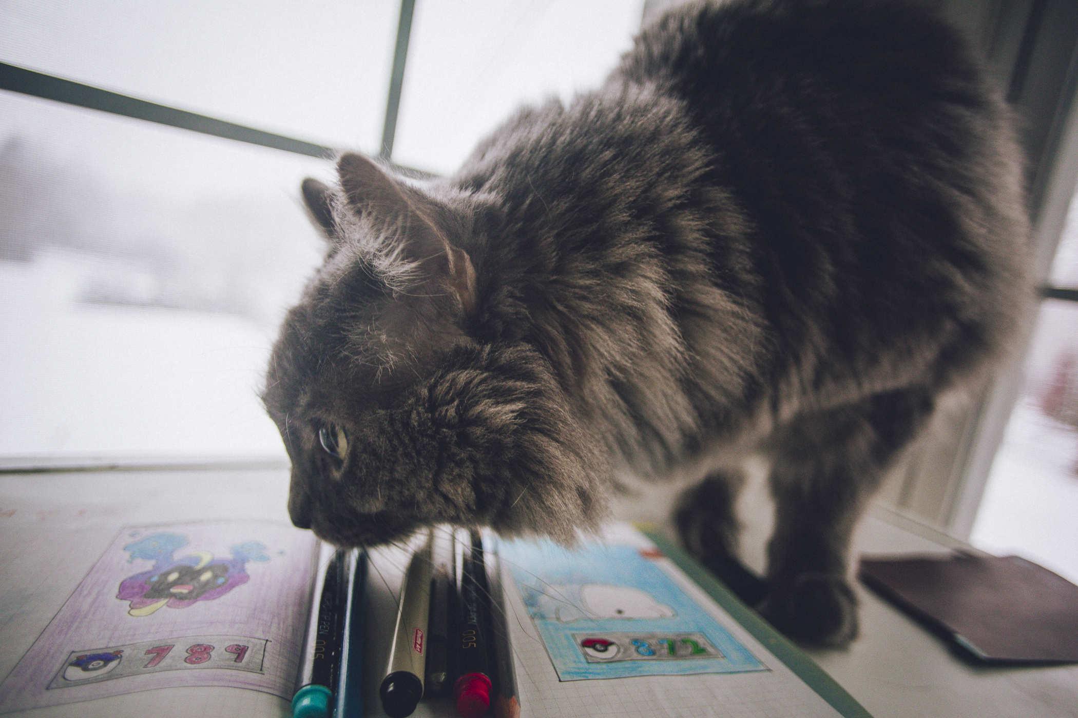 Photo of a longhair grey cat sniffing the pages of the above two pokemon entries