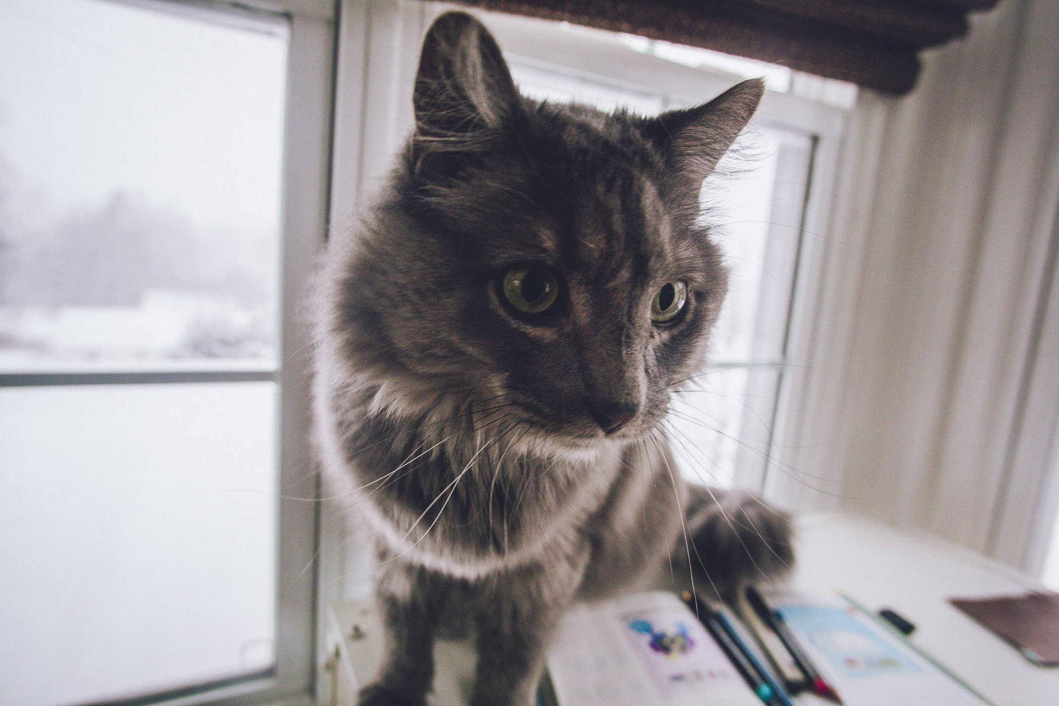Photo of a longhair grey cat standing on top of the notebook
