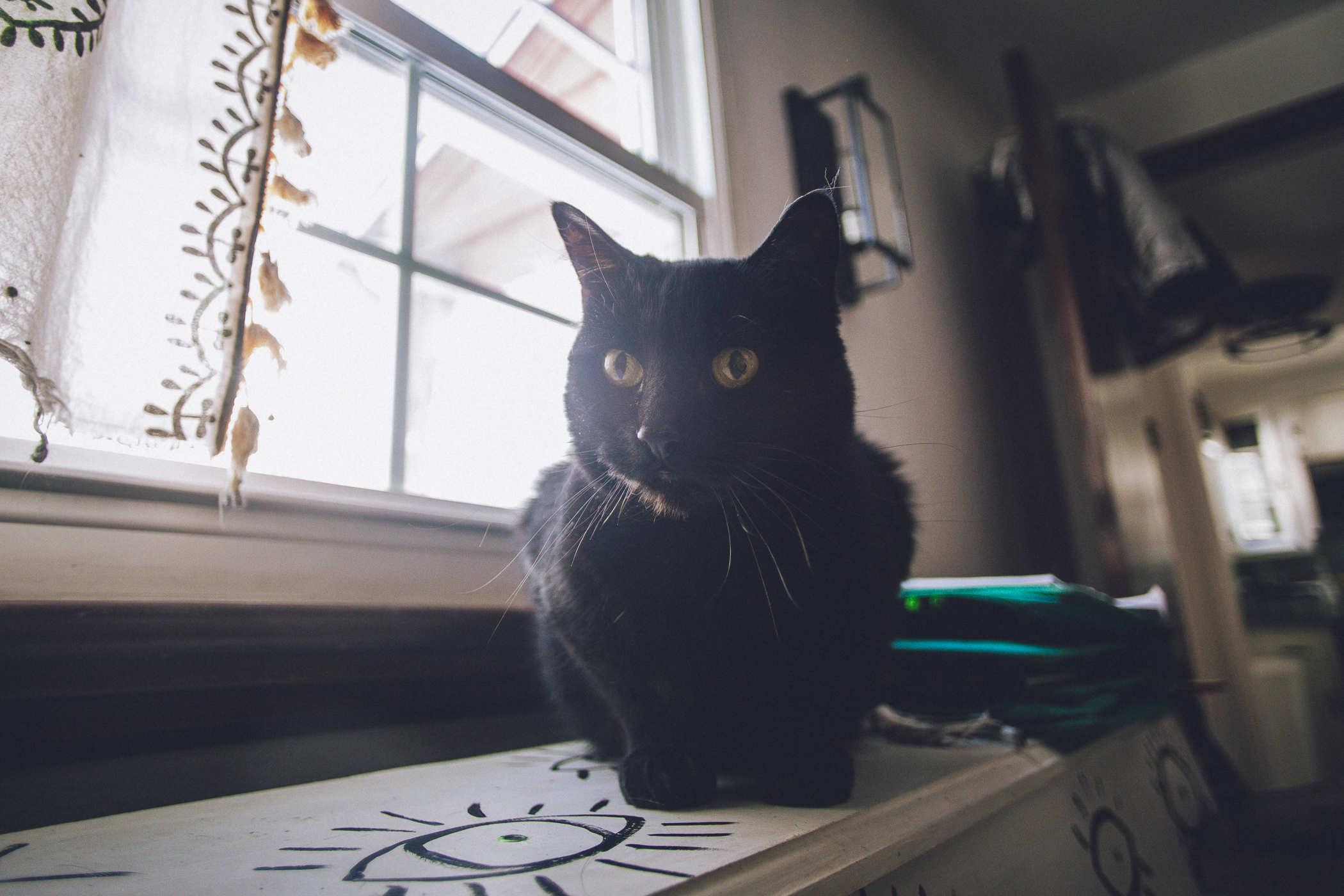 Photo of a black cat sitting on top of a piano that's been painted white with black eyes added to it
