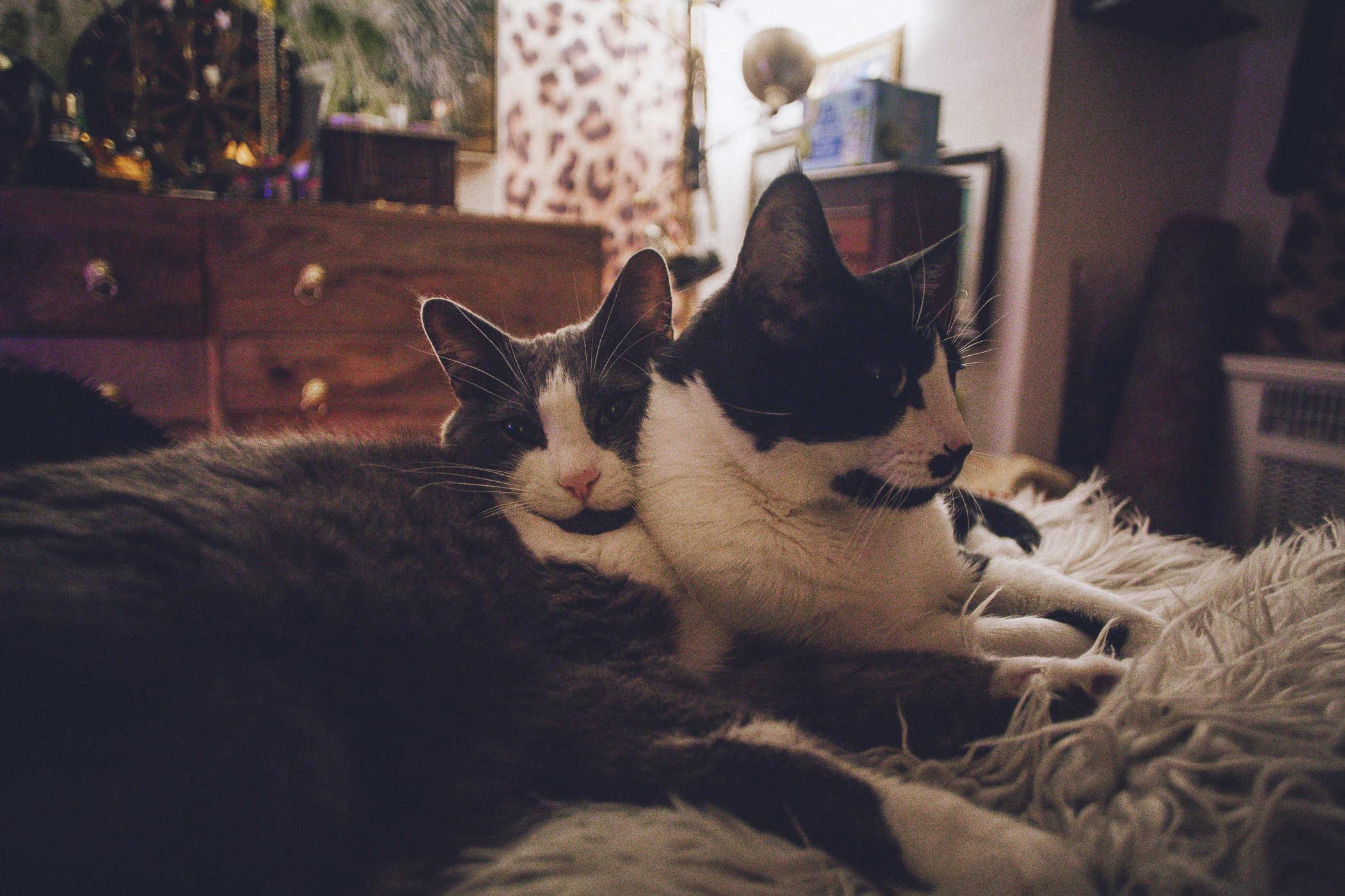 Photo of a grey and white cat snuggling a black and white cat on a bed