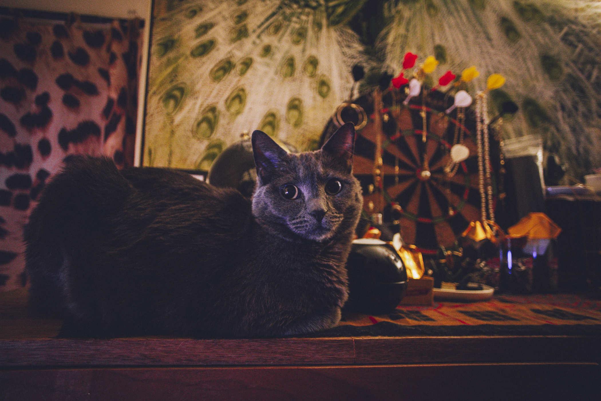 Photo of a grey cat loafed on a dresser in front of a dart board that's holding up jewelry