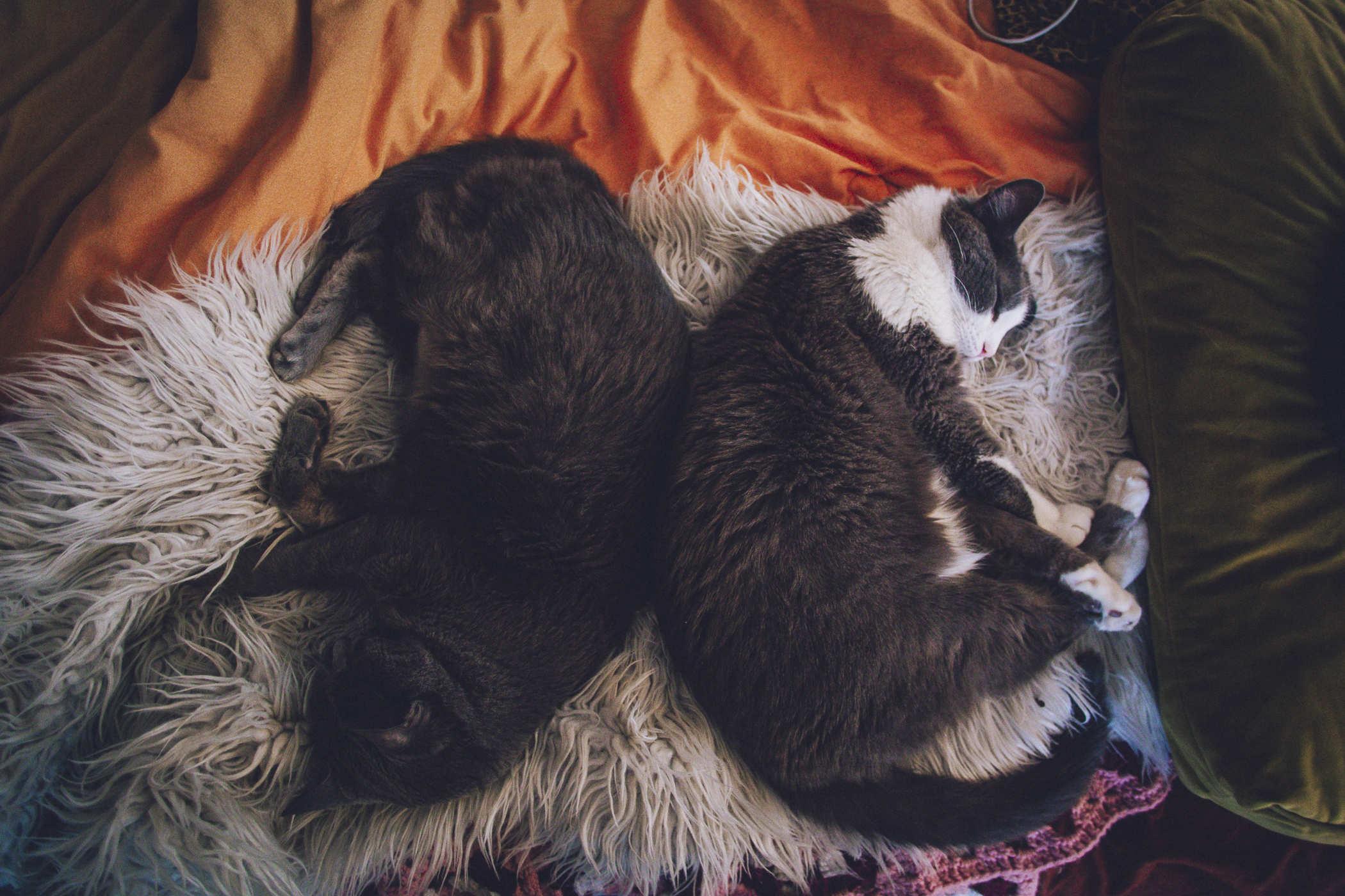 Photo of a grey cat and a grey and white cat sleeping back to back, photographed from above