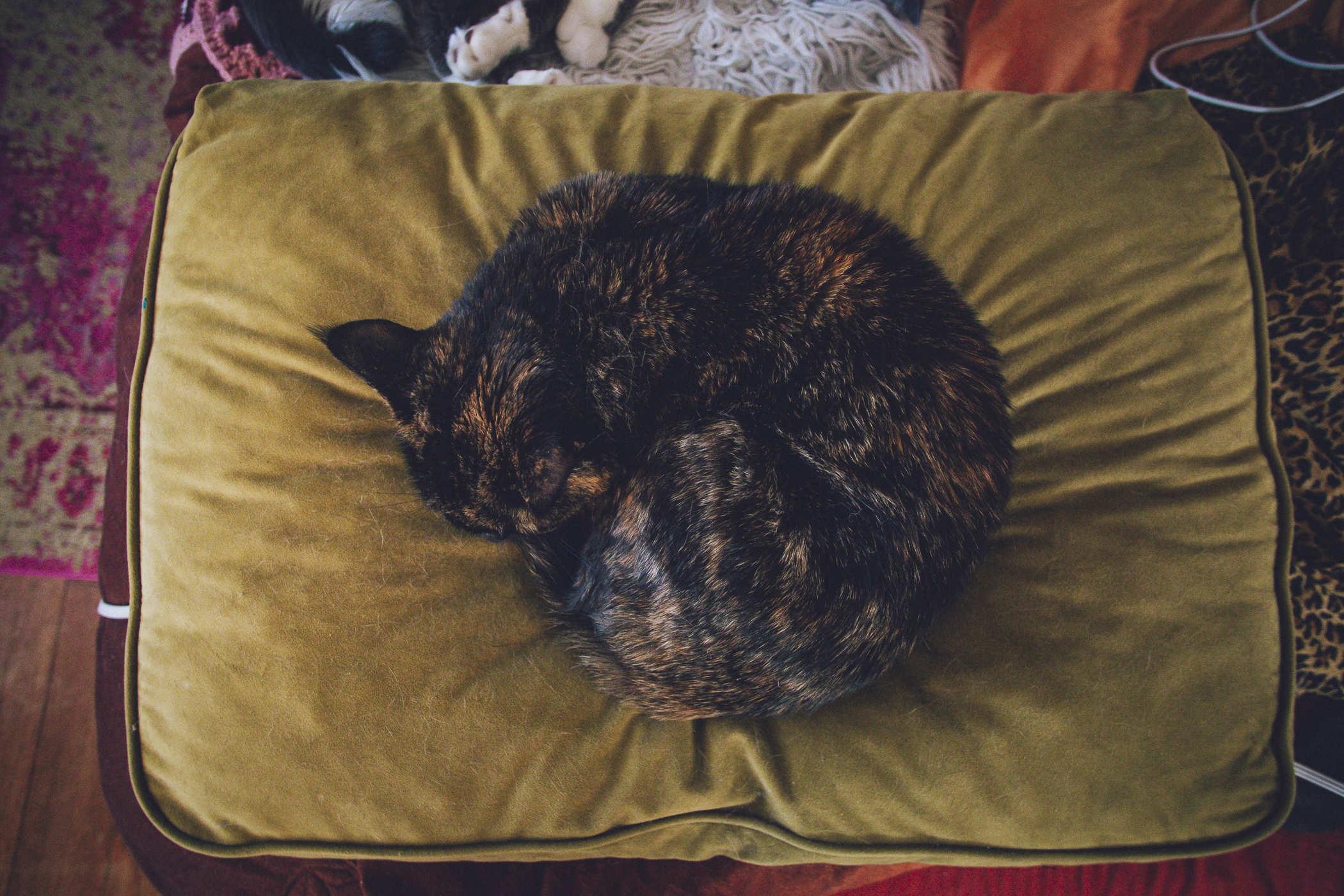 Photo of a curled up tortoiseshell cat