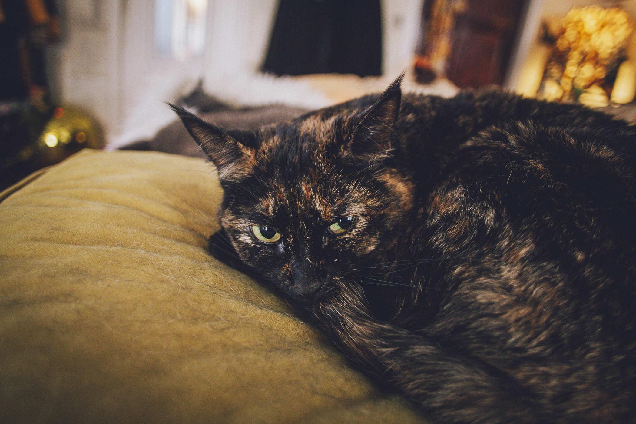 Photo of a tortoiseshell cat staring at the camera