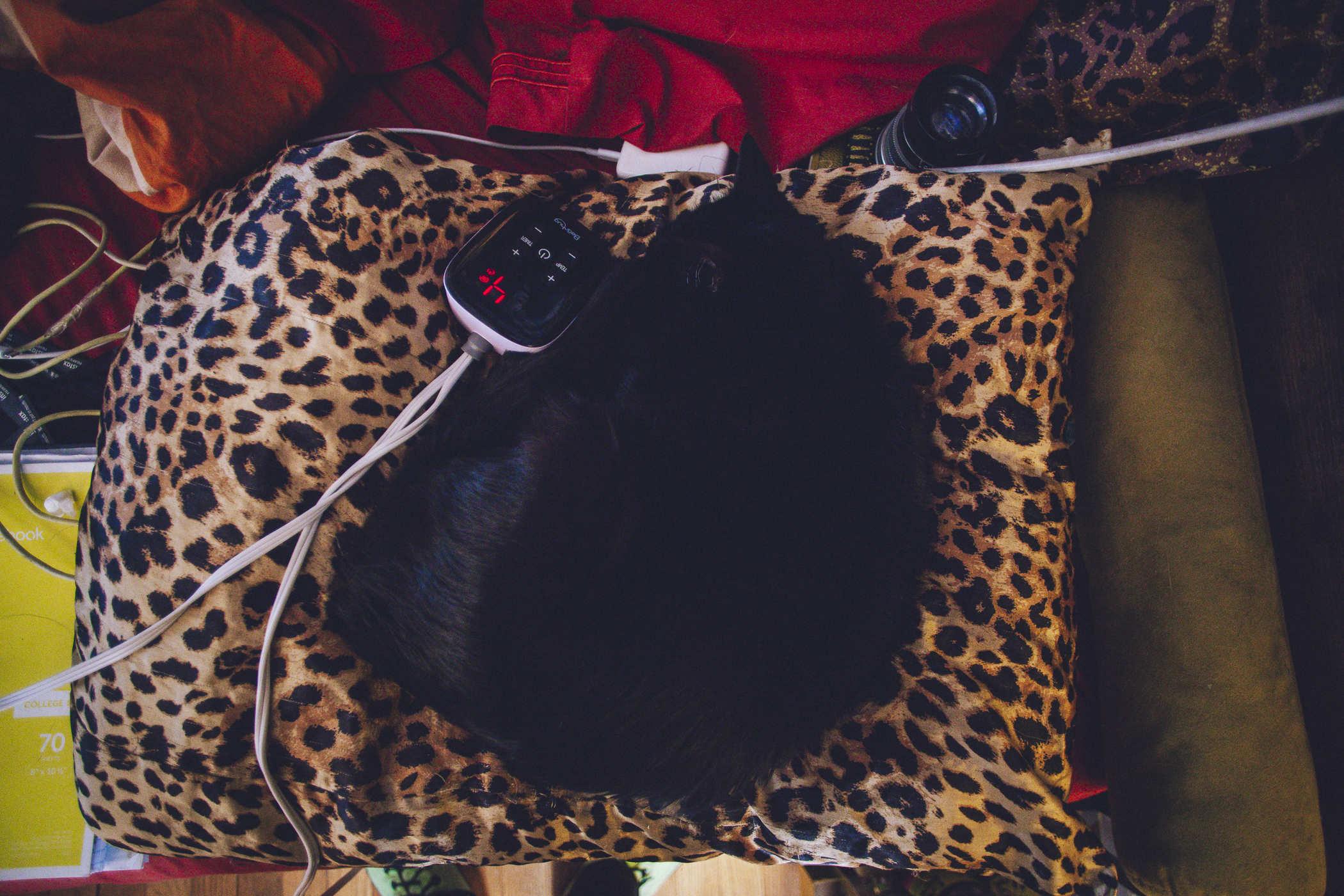 Photo of a black cat curled up on a pillow with a leopard print pattern; there's a heat blanket control next to him set to 4