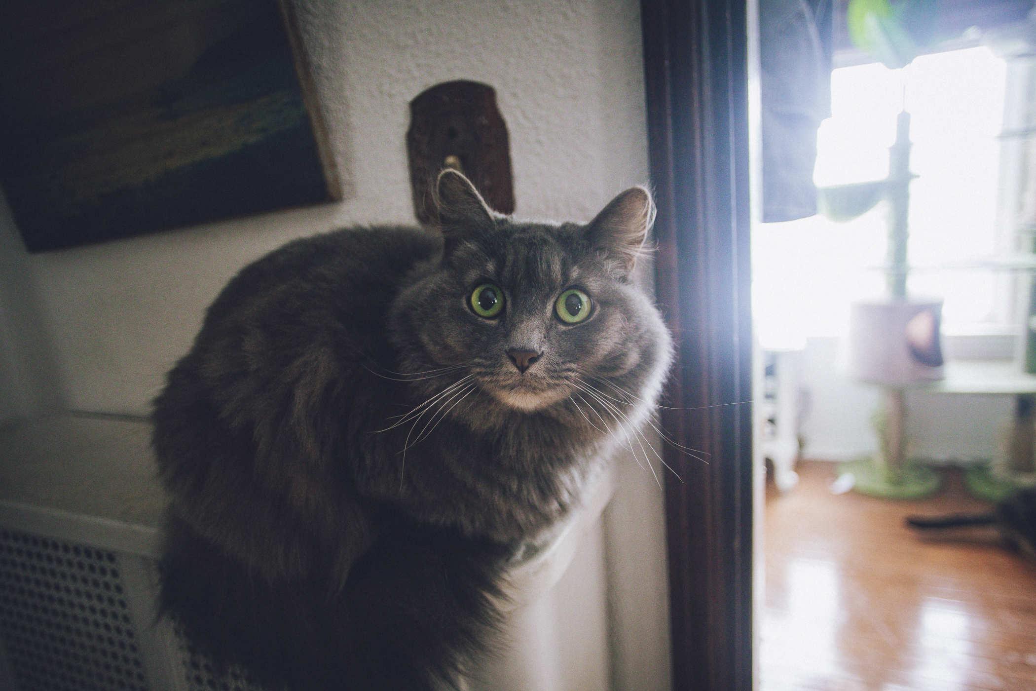 Photo of a longhair fluffy grey cat with green eyes sitting on a radiator and staring at the camera