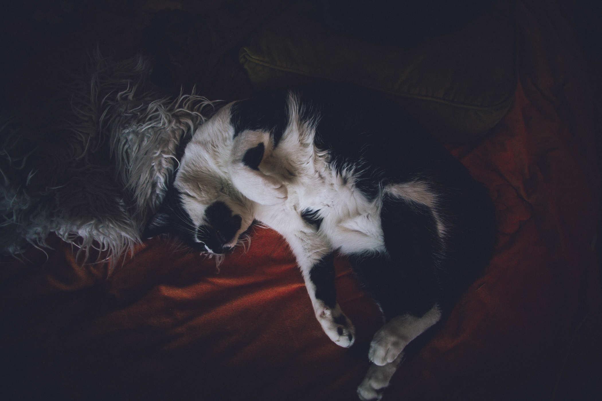 Photo og a black and white cat asleep upside-down on a bed with orange-red sheets. He looks ridiculous