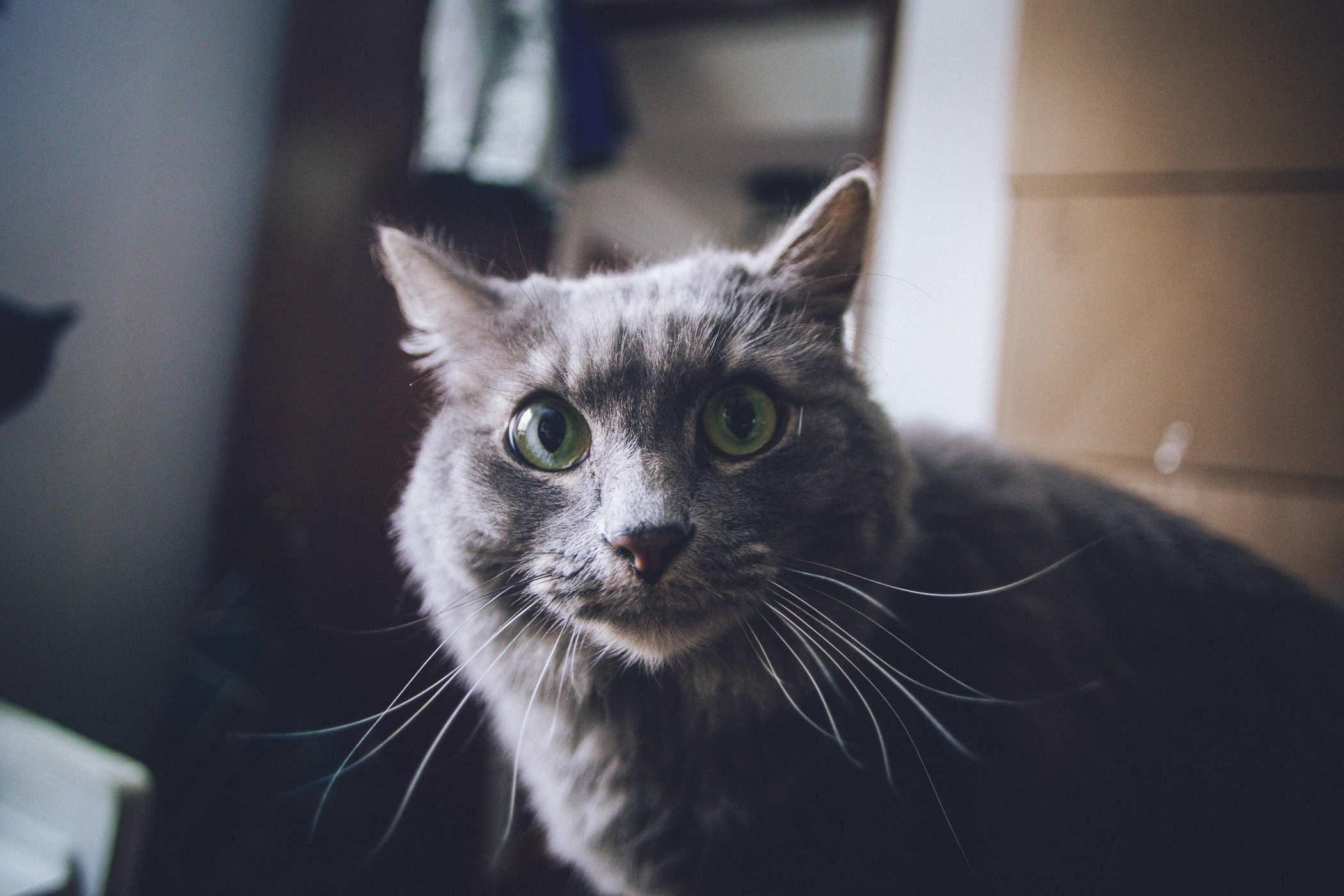 Photo of a fluffy grey cat staring at the camera