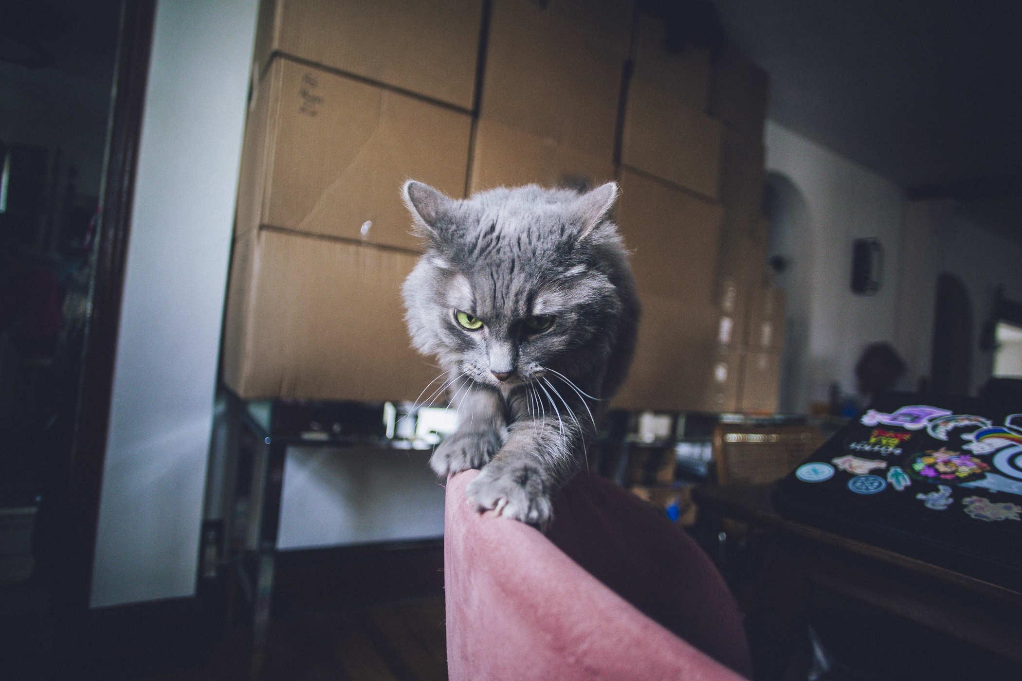 The same grey cat scratching the top of a pink chair; behind her is a wall of packed cardboard moving boxes