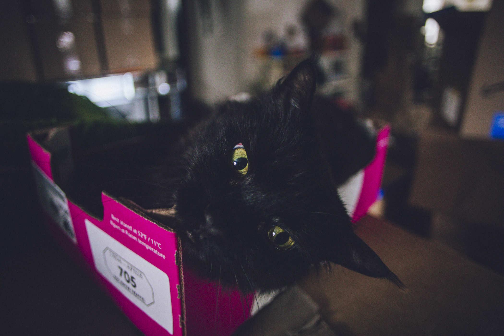 a black cat in a pinkish box