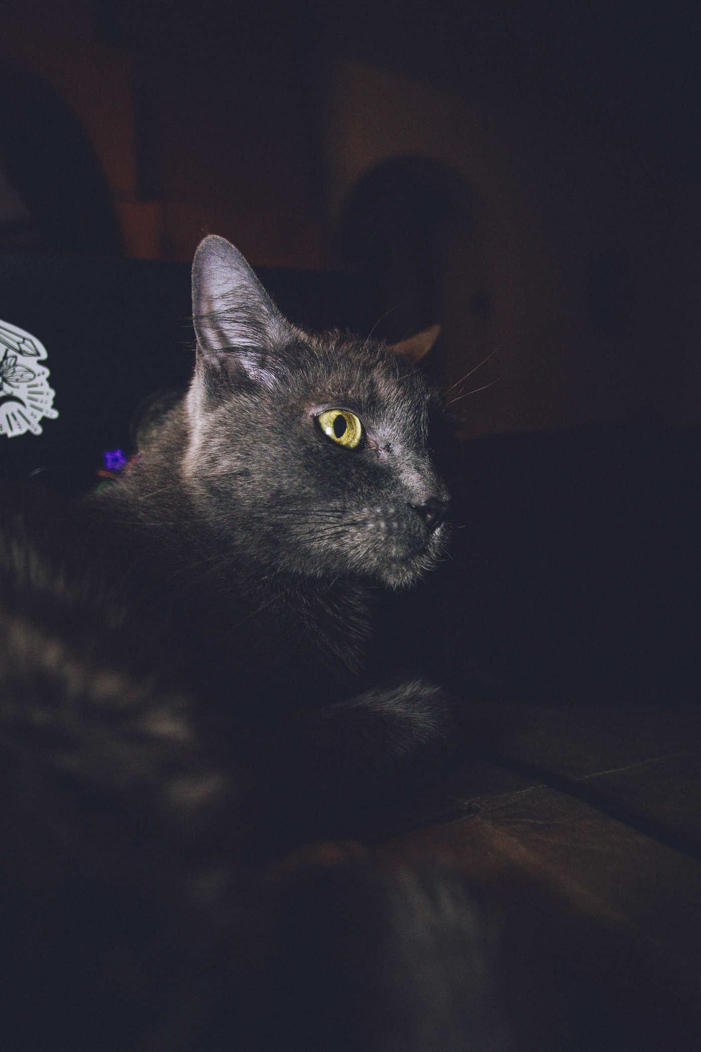 Close up photo of a grey cat looking mischevious 