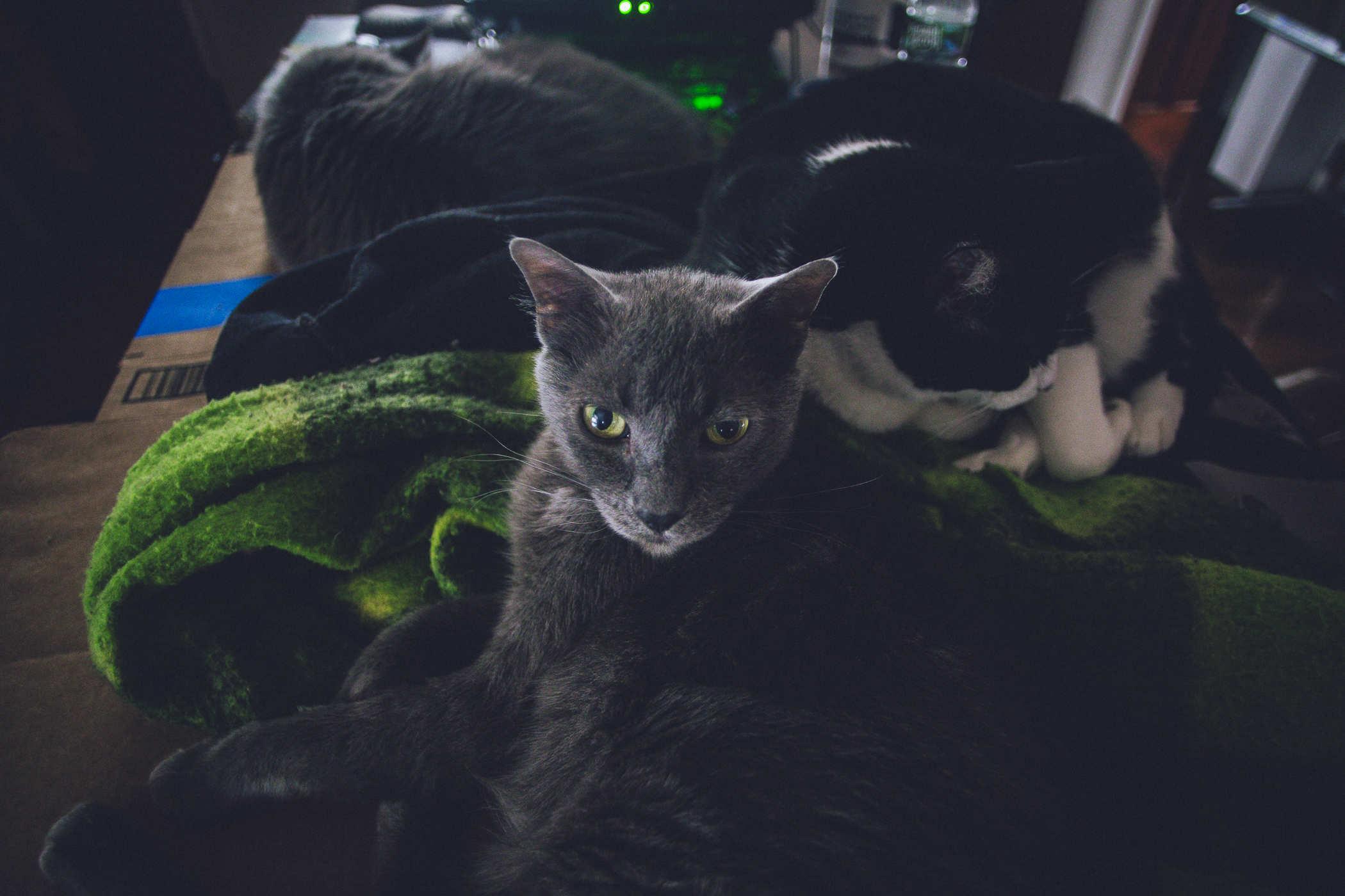 Photo of three cats sleeping on a pile of clothing; a grey cat is looking directly into the camera