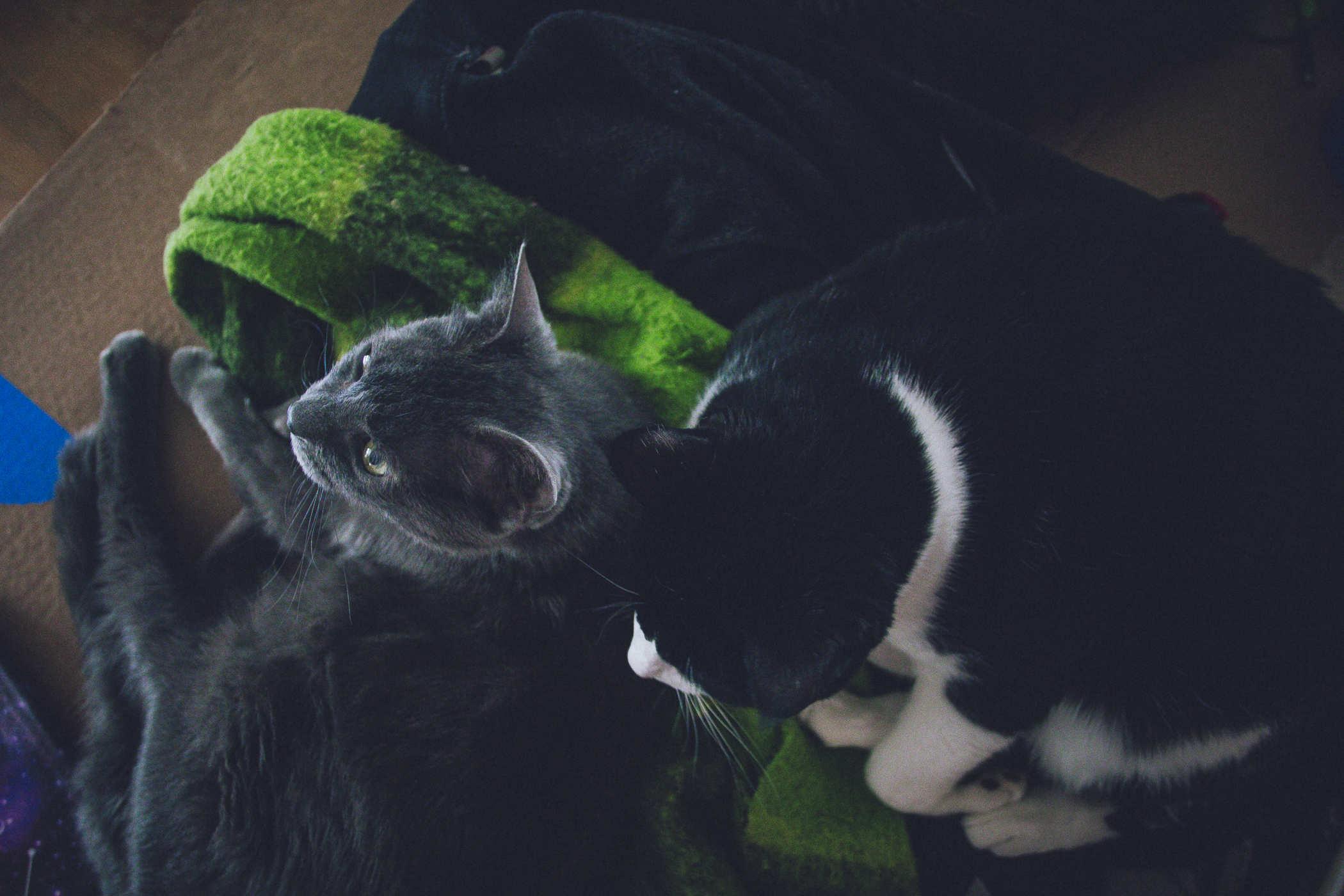 Top view of the grey cat and the black and white