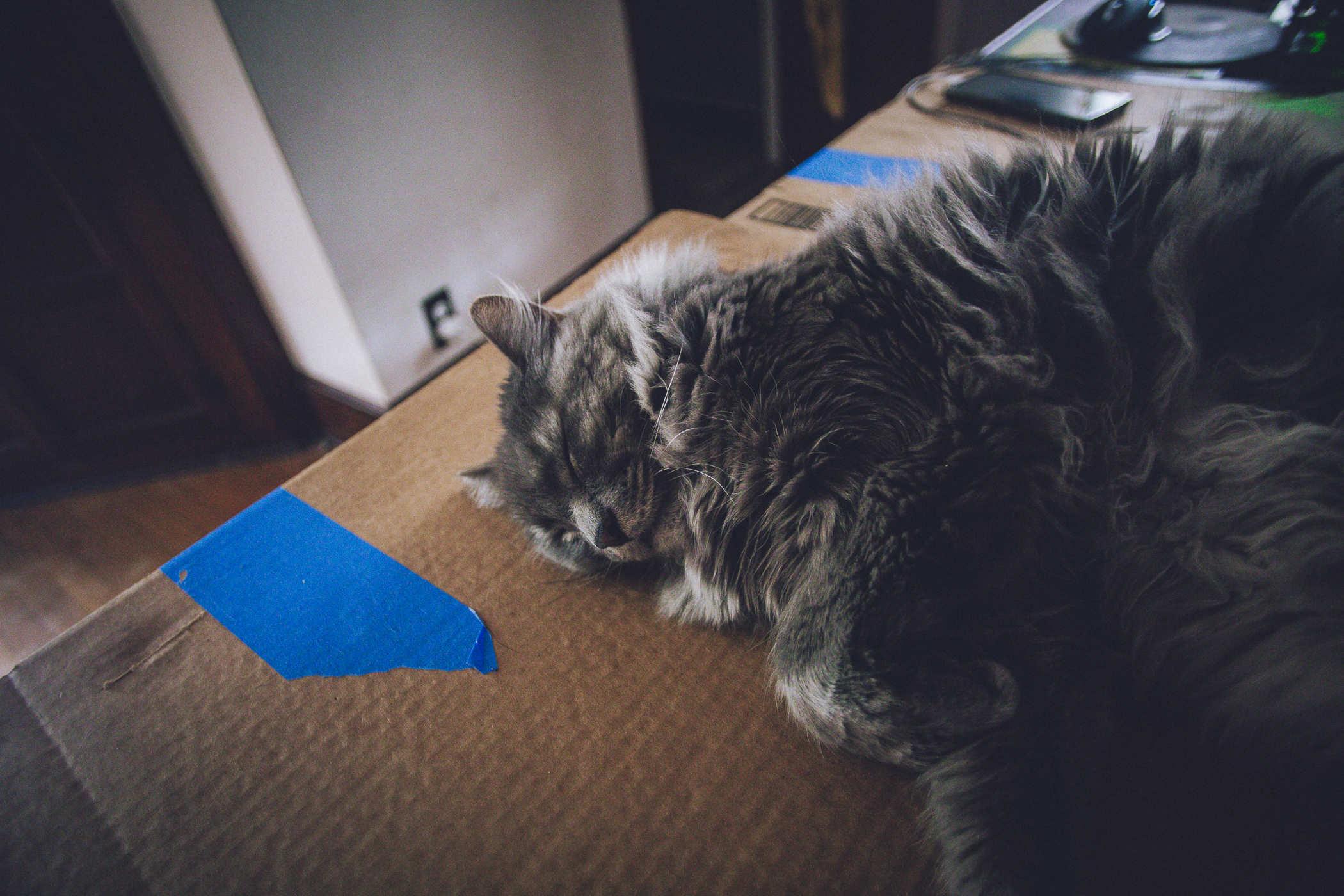 Photo of a long hair grey cat resting on a table covered in cardboard