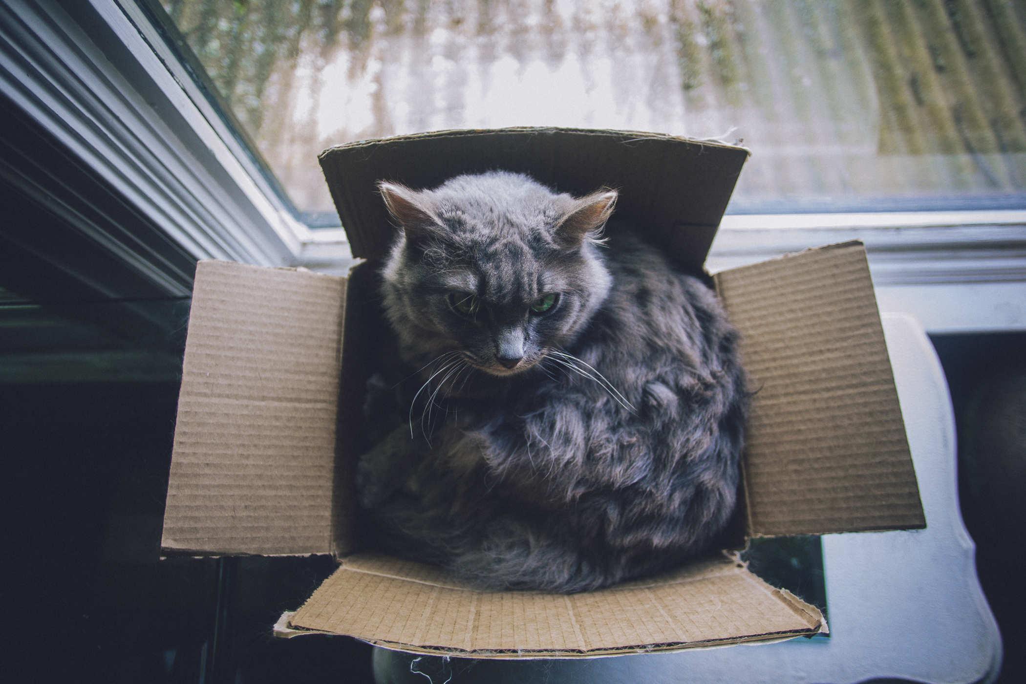 Photo of a longhair grey cat sitting in a box and staring up at the camera