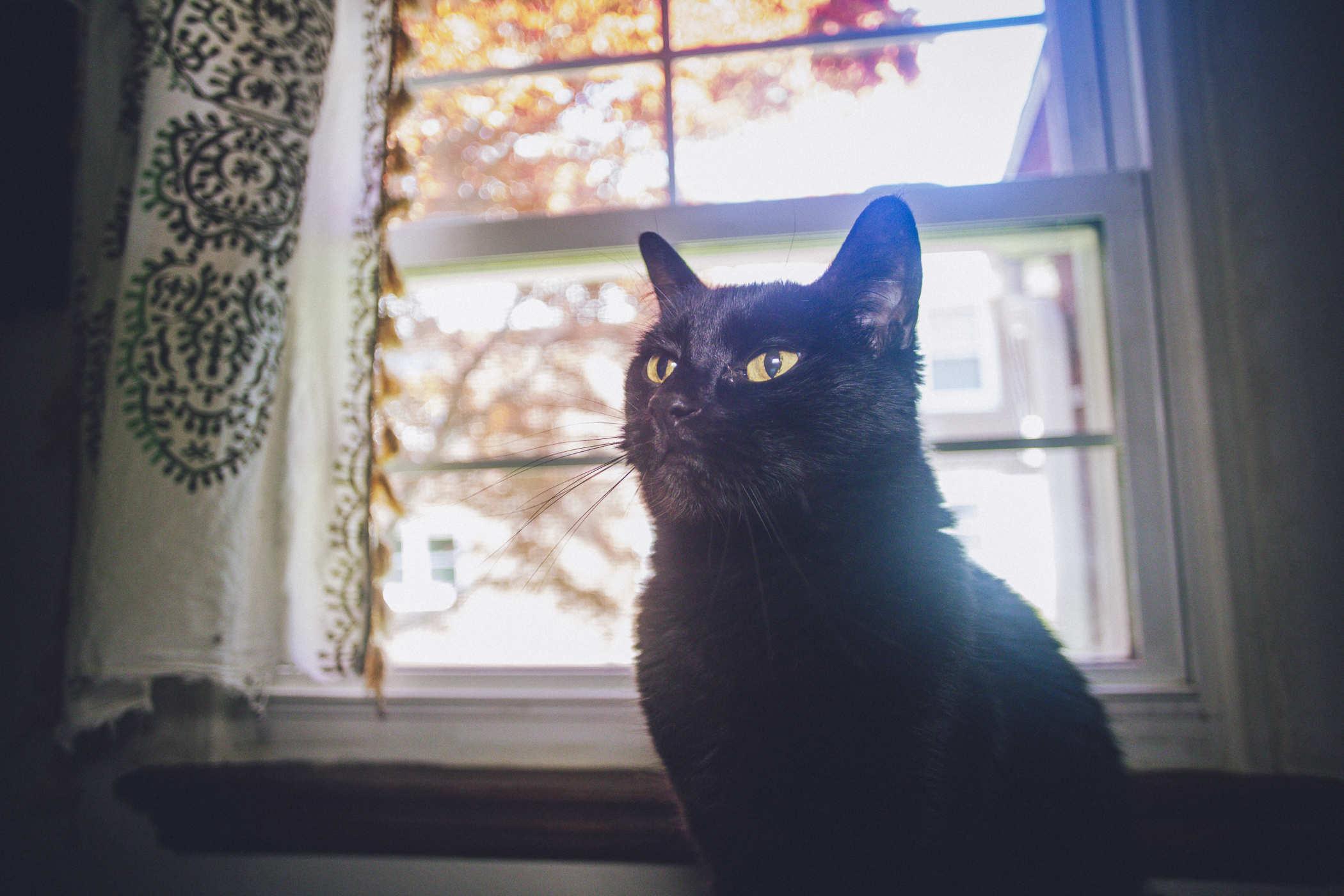 Photo of a very proud looking black cat sitting on front of a window