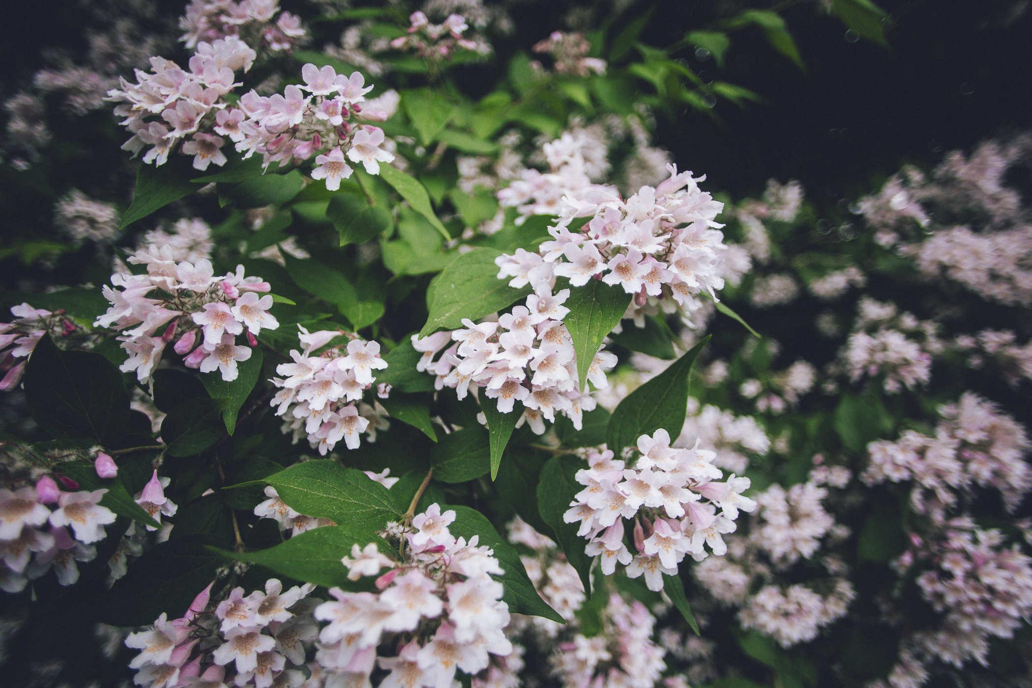 Photo of pinkish white flowers