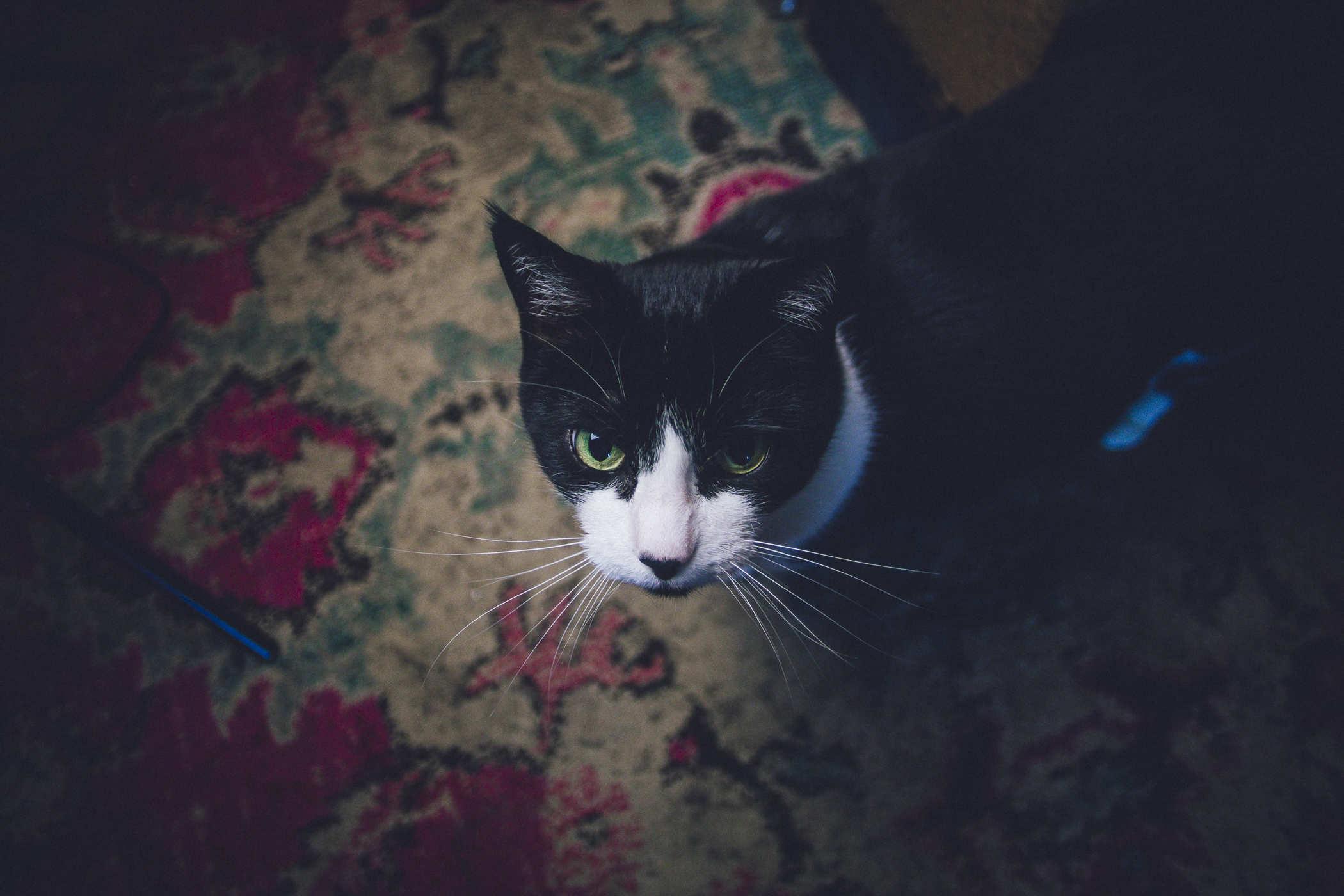Photo of a black and white cat standing on a red patterned rug and staring up at the camera