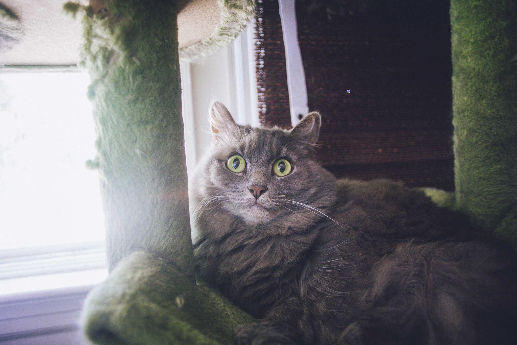 Photo of a longhair grey cat sitting on a cat mansion and staring intently at the camera in what can only be described as being surprised at life