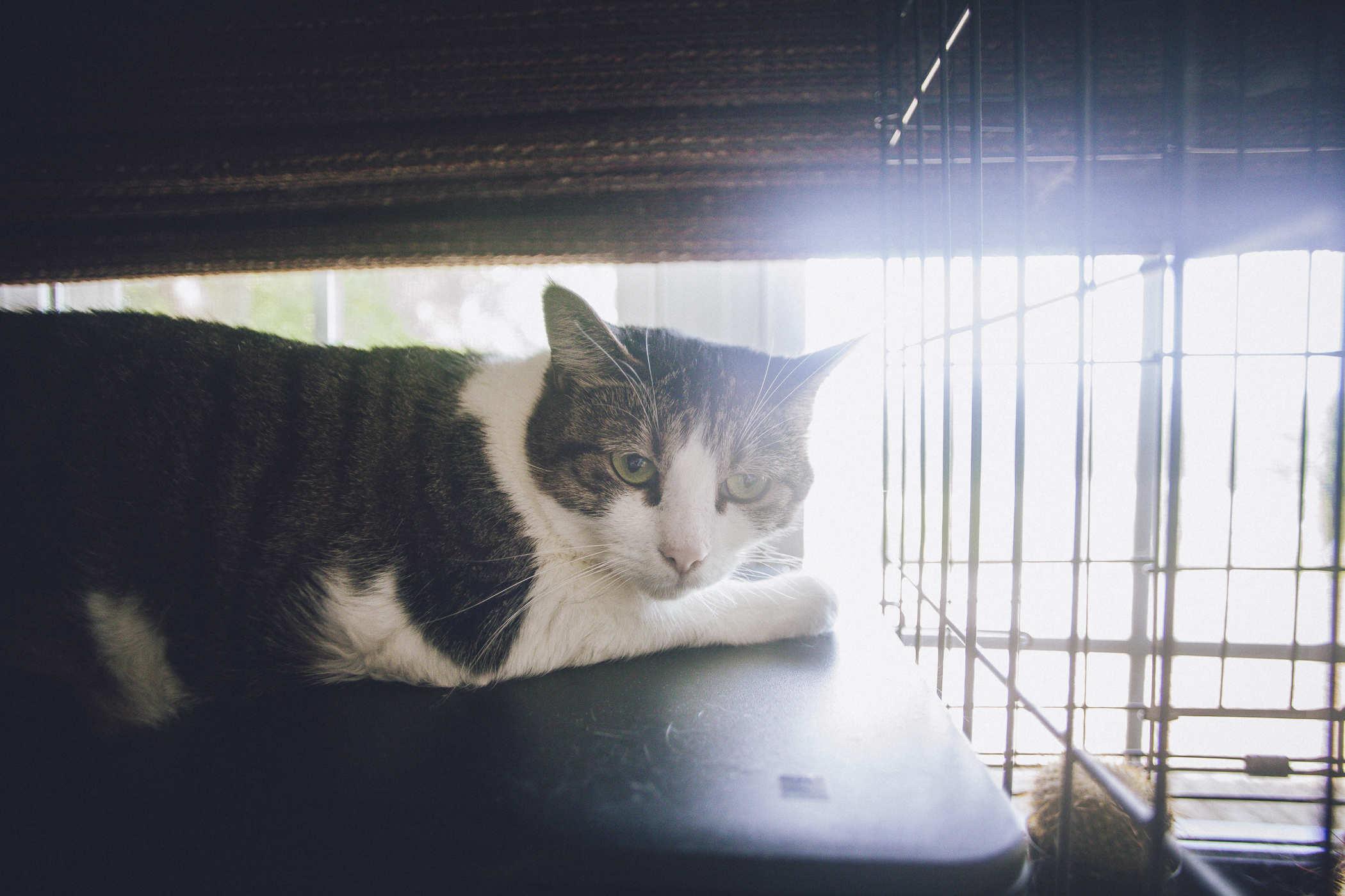 Photo of a tabby cat sitting on top of a printer and looking to the side of the camera; next to her is what appears to be a cage with a cactus in it