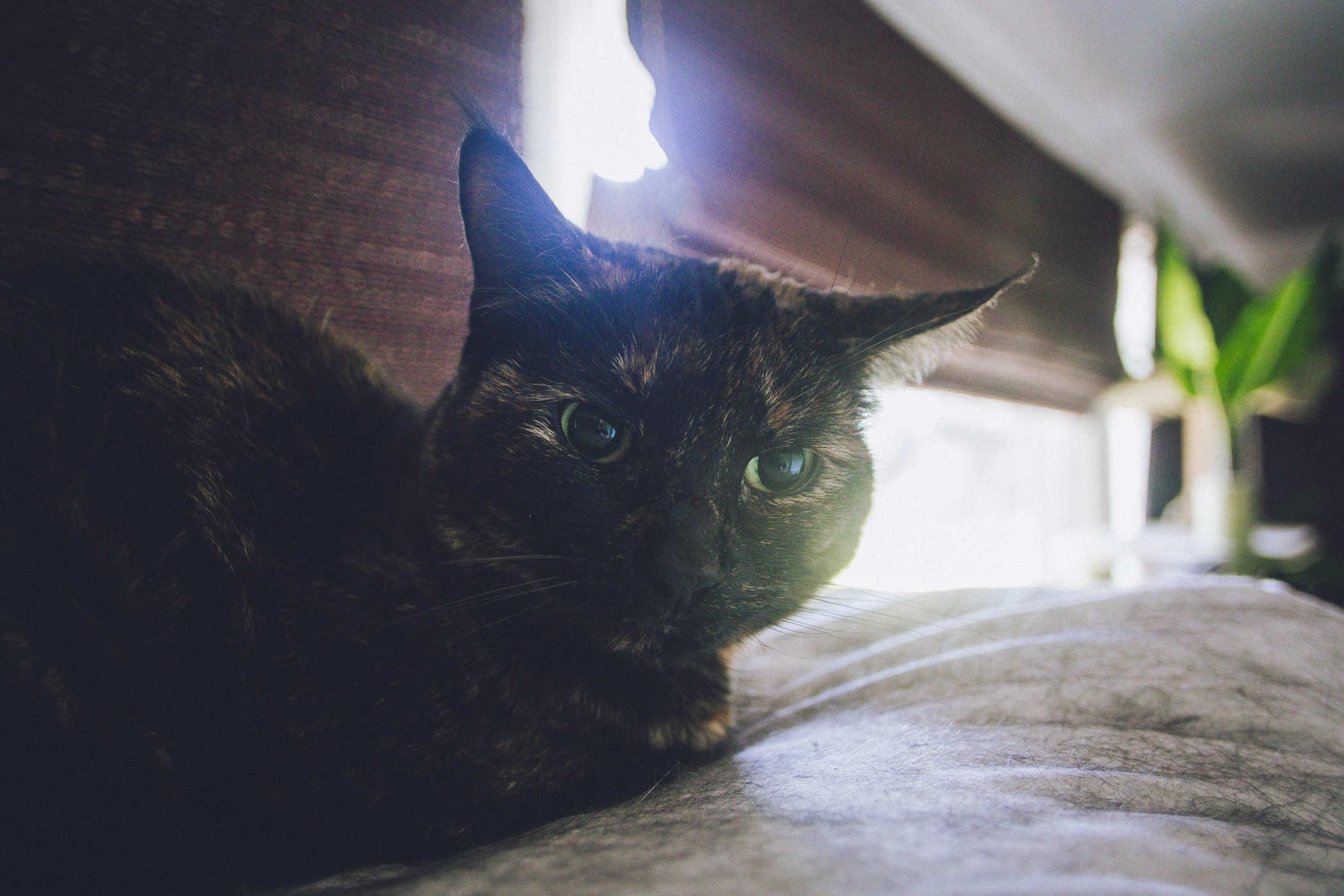 Photo of a tortie cat staring intently at the camera