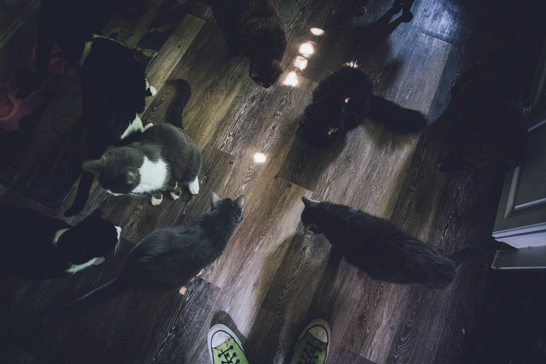 Photo of a bunch of cats sniffing around a wood floor trying to find treats