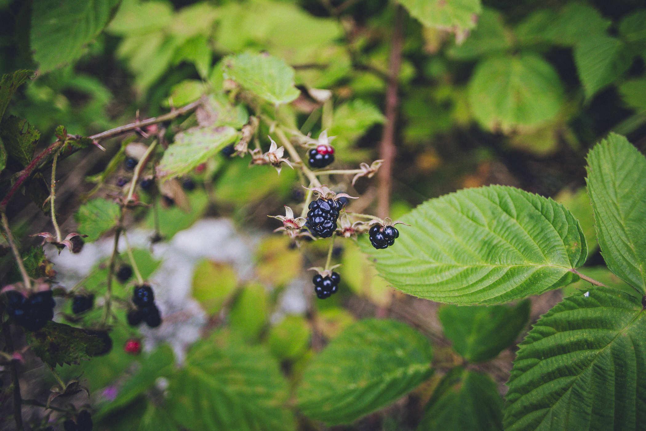 Photo of several reddish berries on a vine with a darker, purple one ready for picking