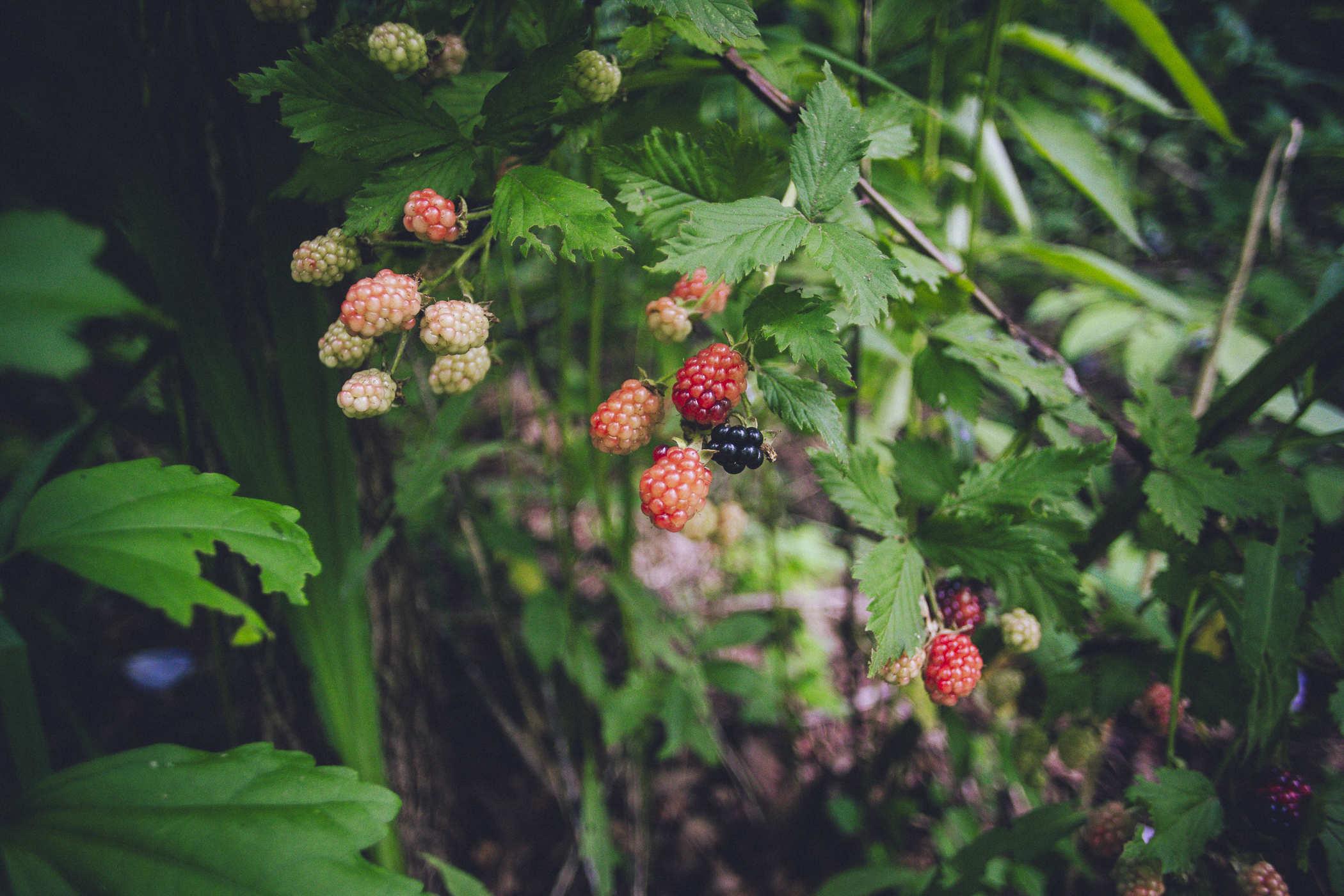 Photo of several reddish berries on a vine with a darker, purple one ready for picking