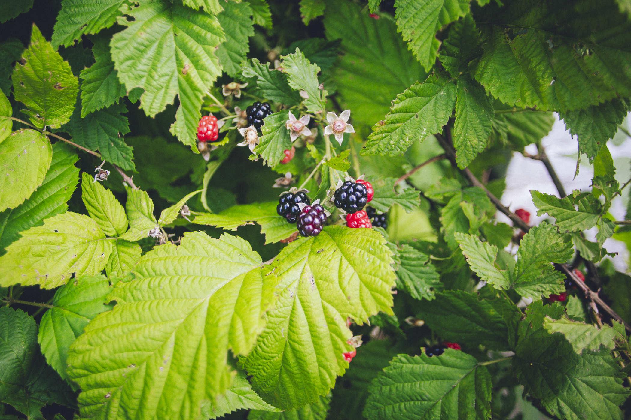 Photo of several reddish berries on a vine with a darker, purple one ready for picking
