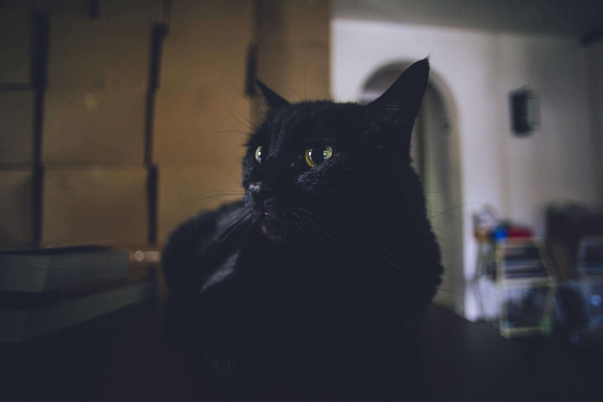 Photo of a black cat staring off to the left side of the camera; a large stack, ceiling-high of cardboard boxes is behind him