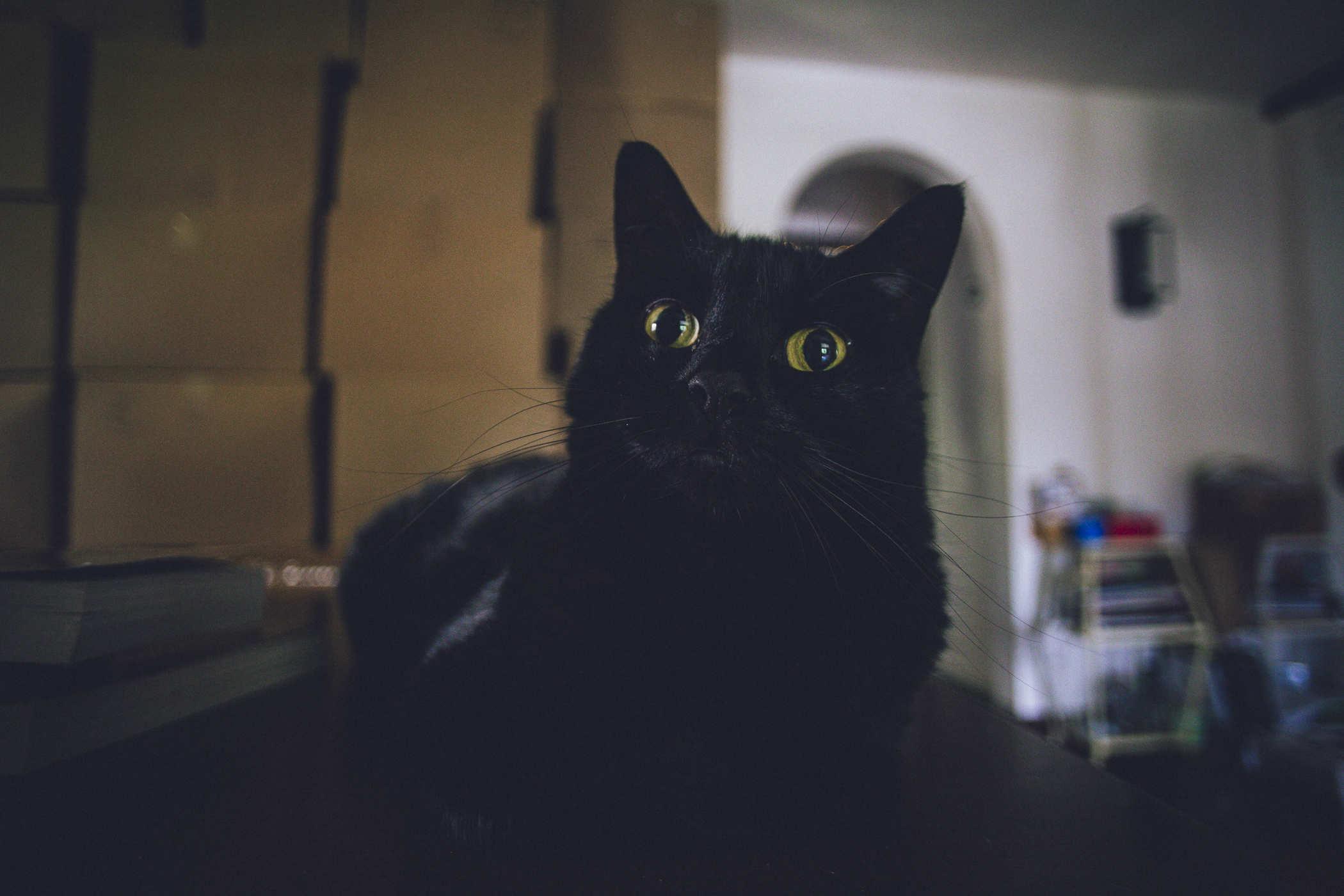 The cat has turned and is now staring toward the camera
