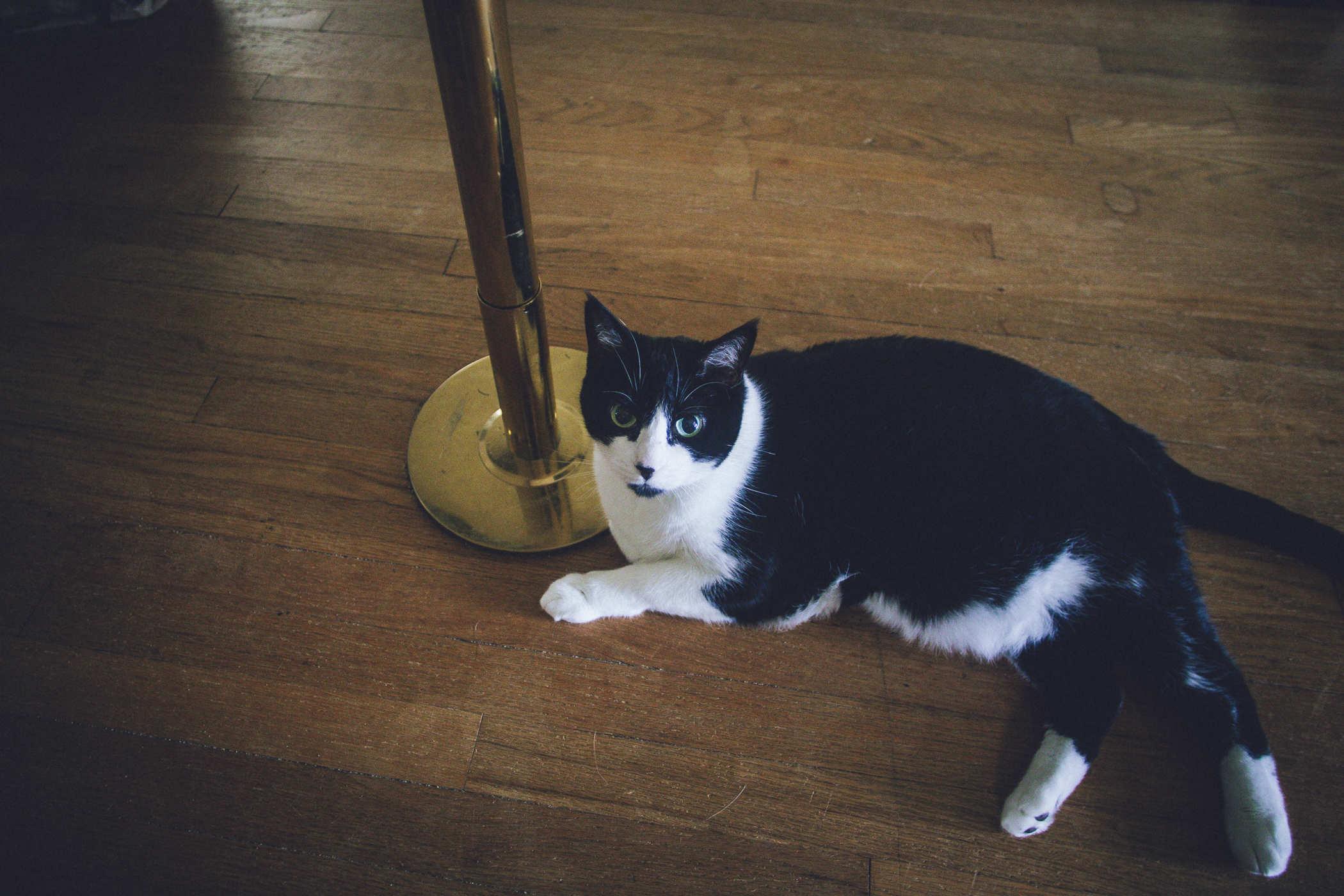 Photo of a black and white cat resting on a wooden floor next to the base of a golden dancing pole