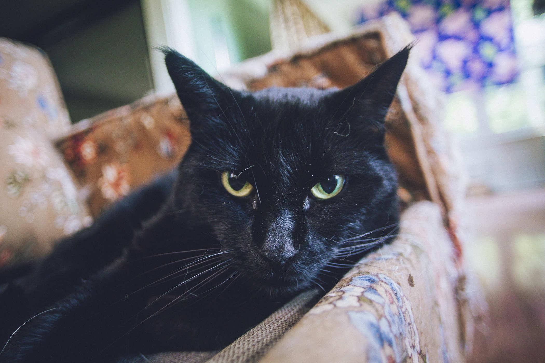 Photo of a large black cat staring at the camera, wondering why he's been woken from a nap