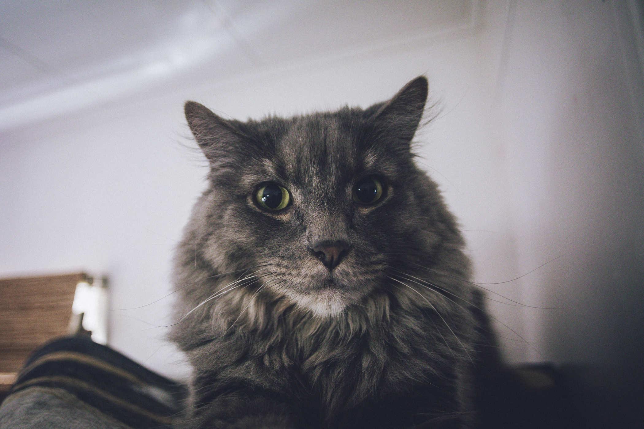 Closeup photo of a grey longhair car staring at the camera