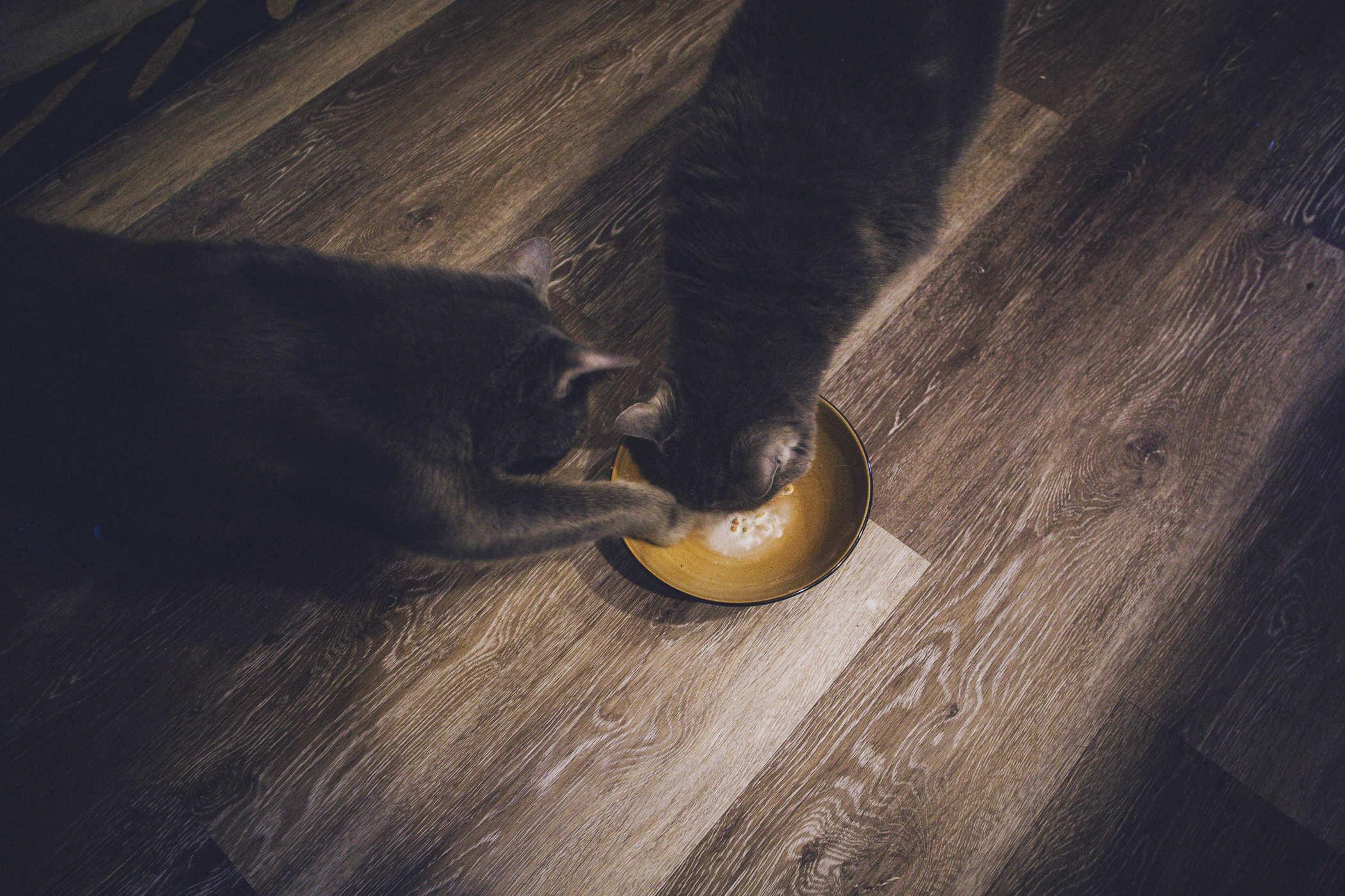 Two grey cats crowding around a bowl on the ground; one is pawing at it and the other has her head dived in