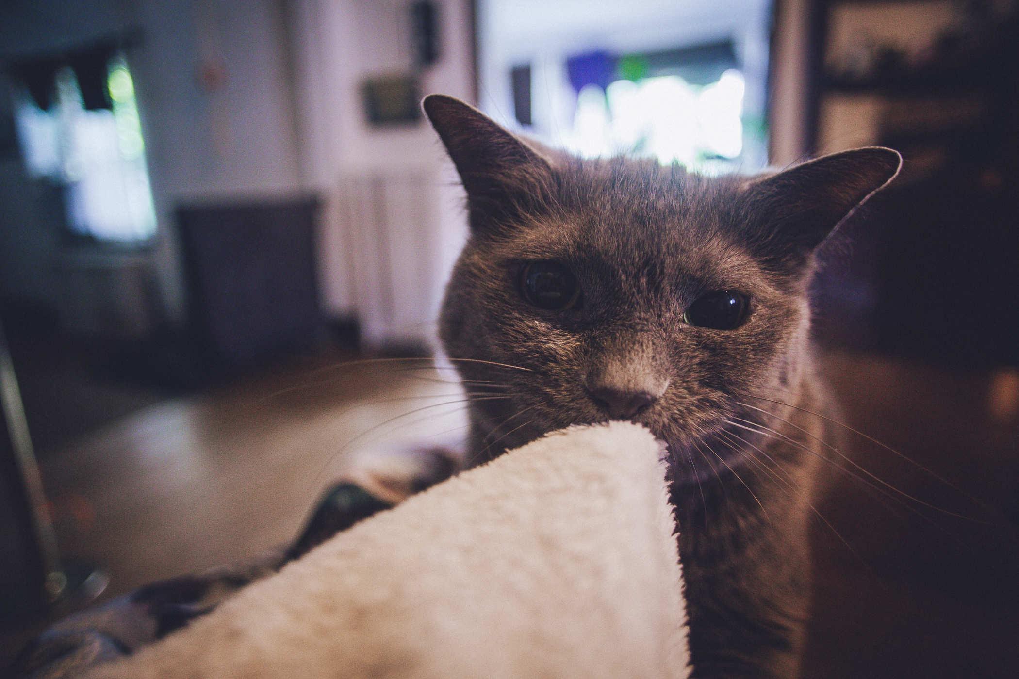 Close-up photo of a gret cat nursing a white blanket