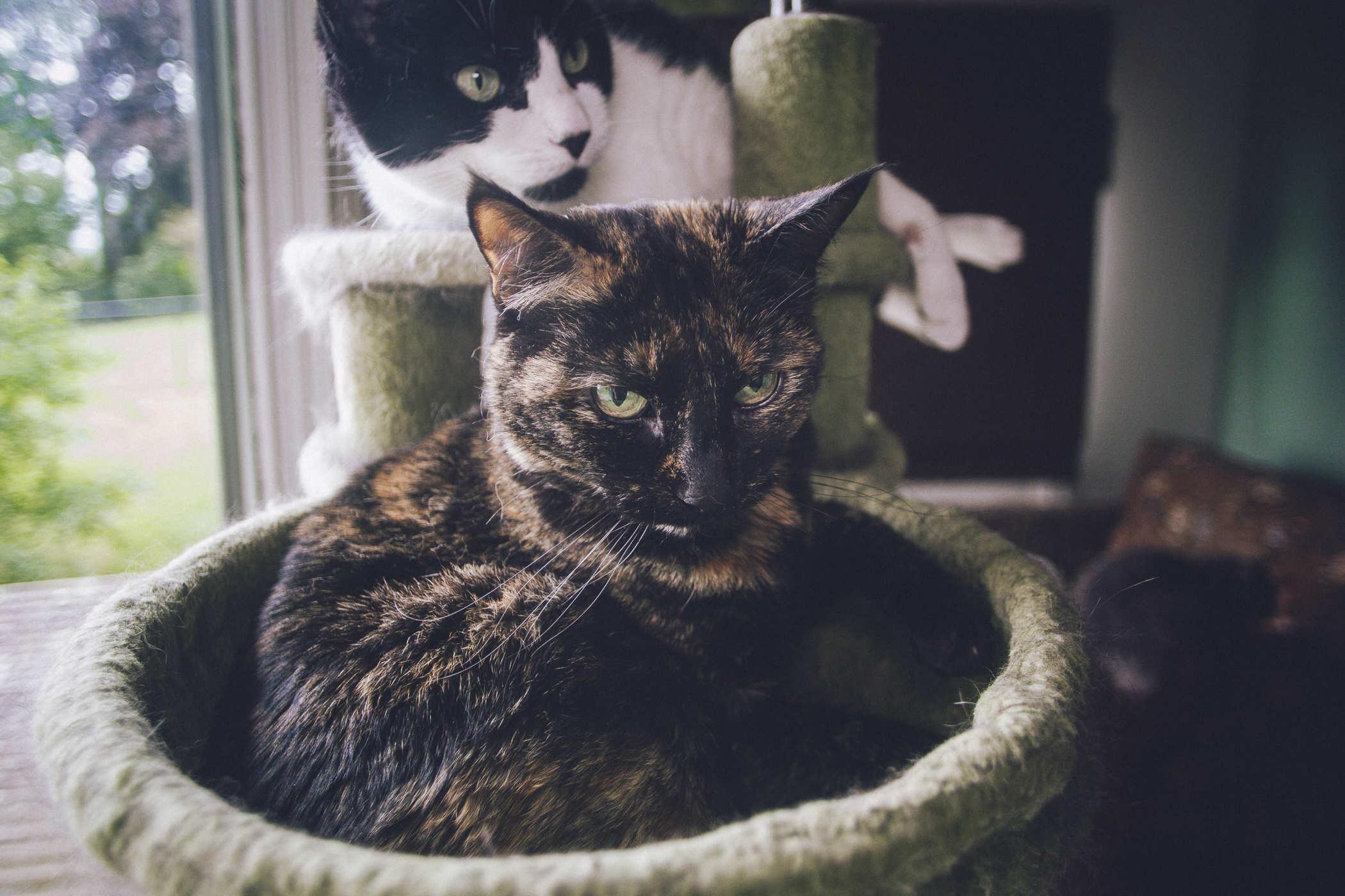 Photo of a small tortie cat in a cat tree