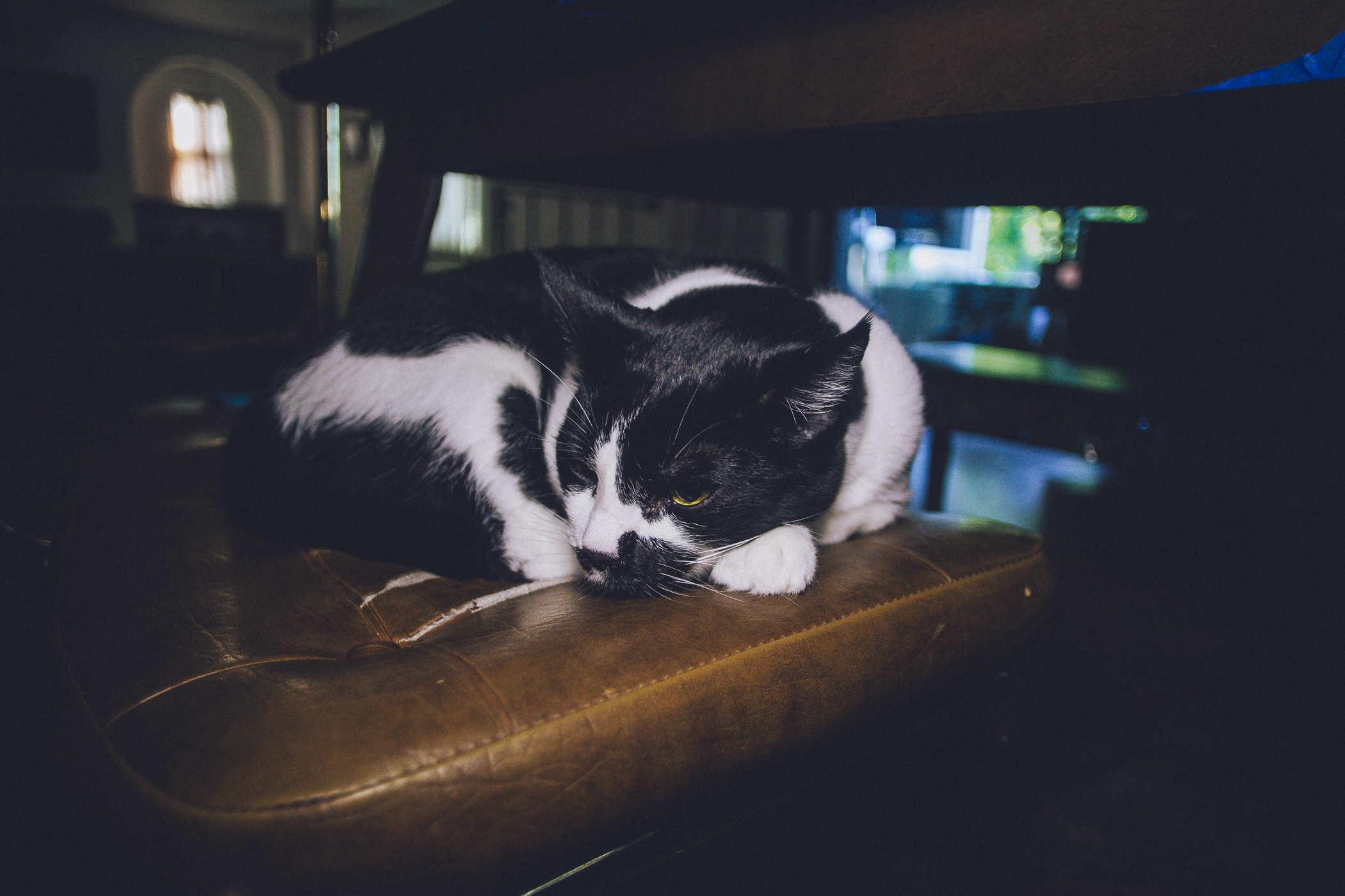Photo of a black and white cat sleeping on a brown cushioned chair