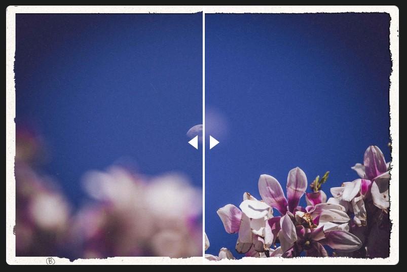 Preview for Moongnolia – quailblog