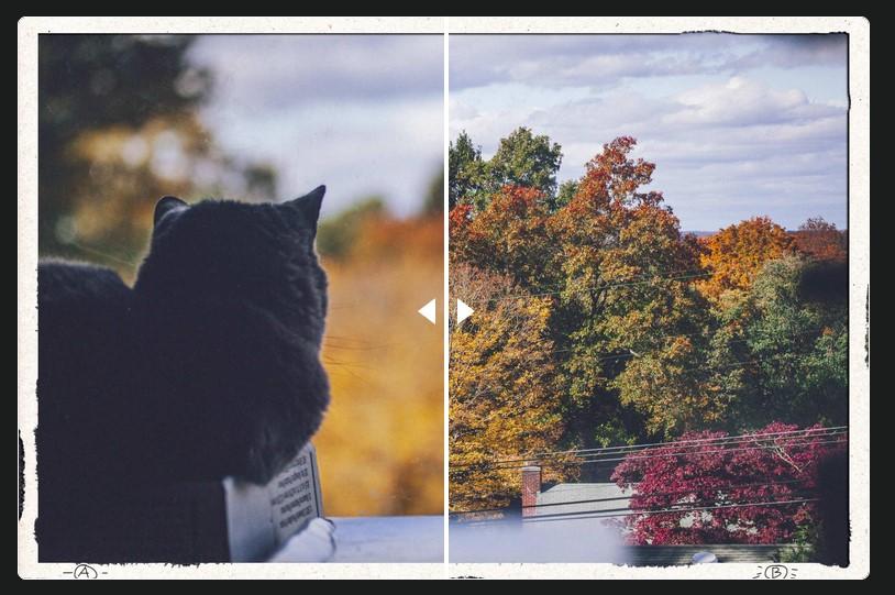 Preview for Behold - a cat and some fall colors, the whole package – quailblog
