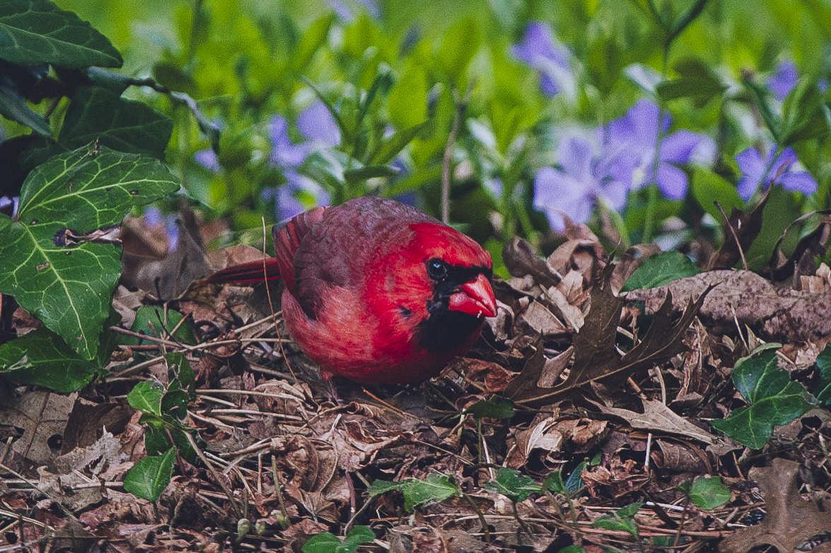 the camera has DRAMATICALLY zoomed in on the bird's face as it's turned to look at your