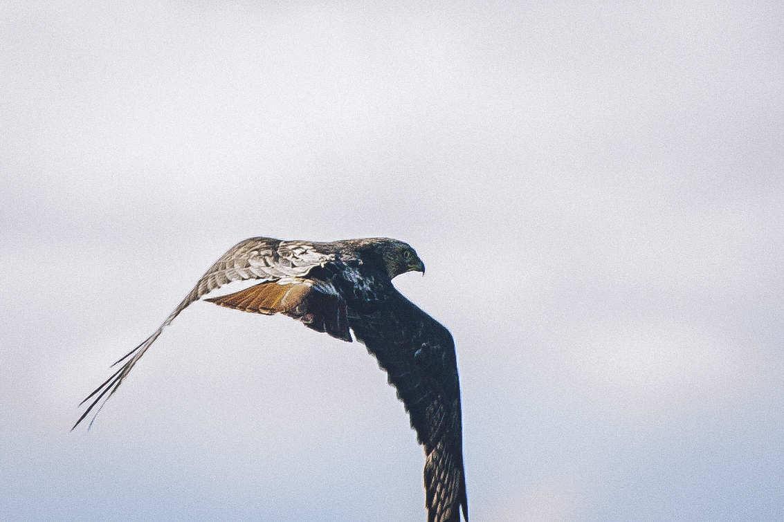 zoomed in photo of the hawk who has turned their head to stare at the camera