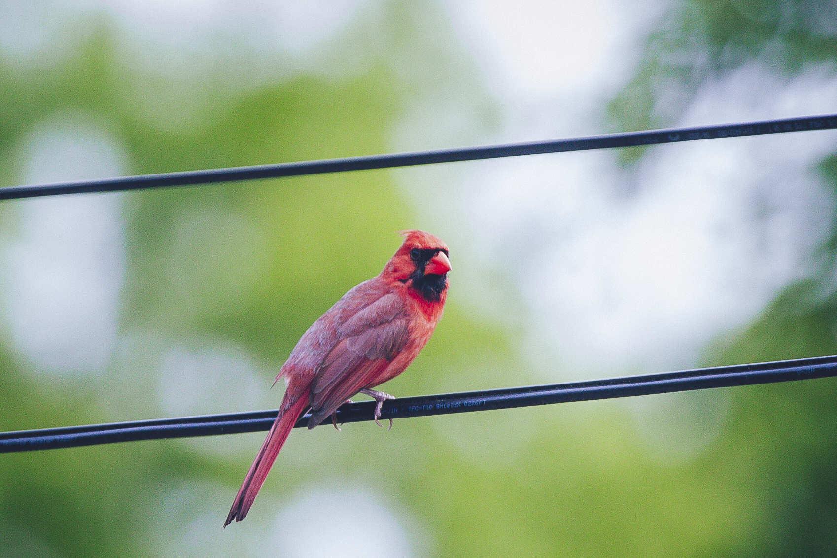 zoomed in photo of the cardinal's face, now turned to face the camera
