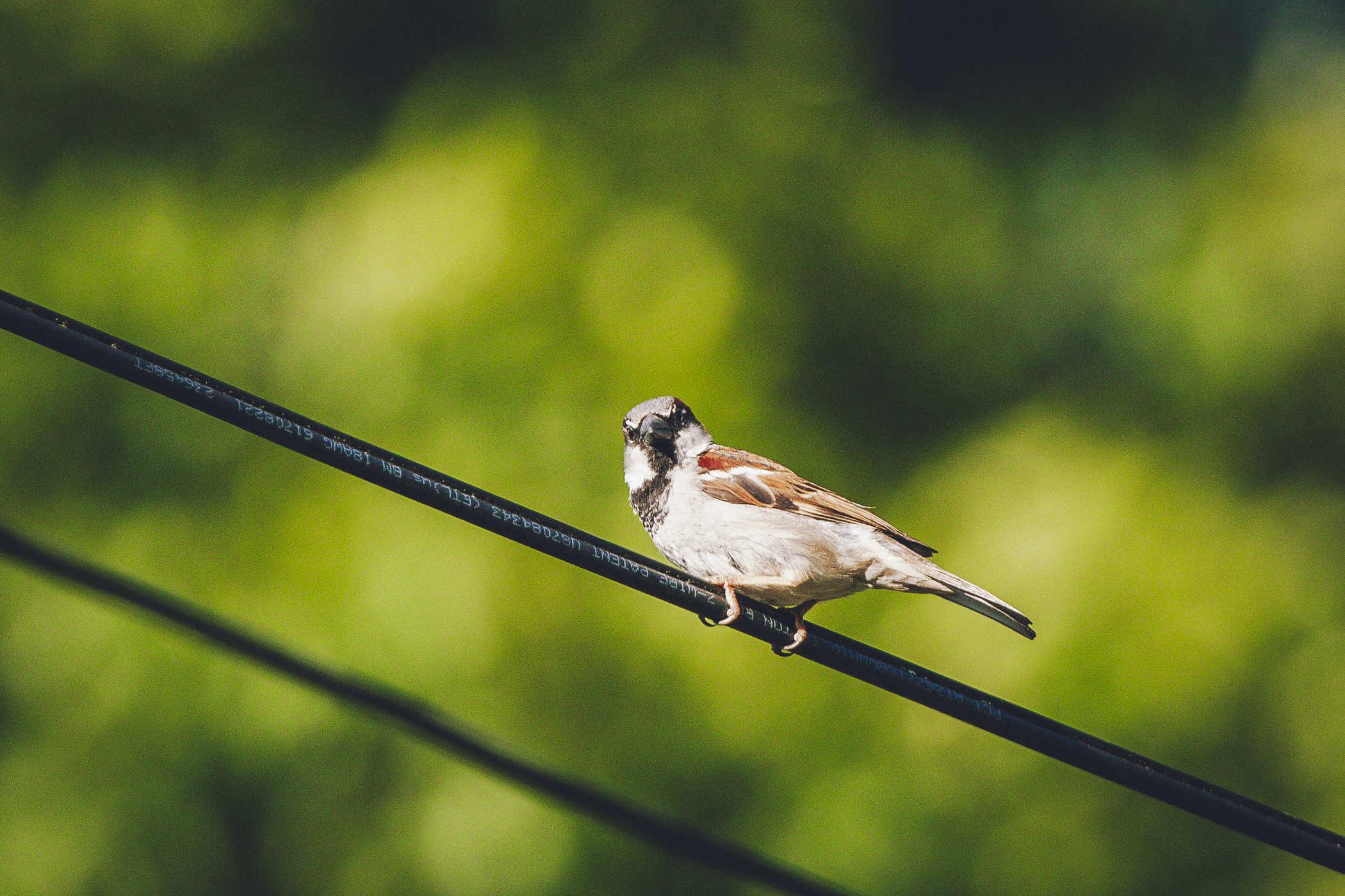 comically zoomed in photo of the sparrow now looking at the camera