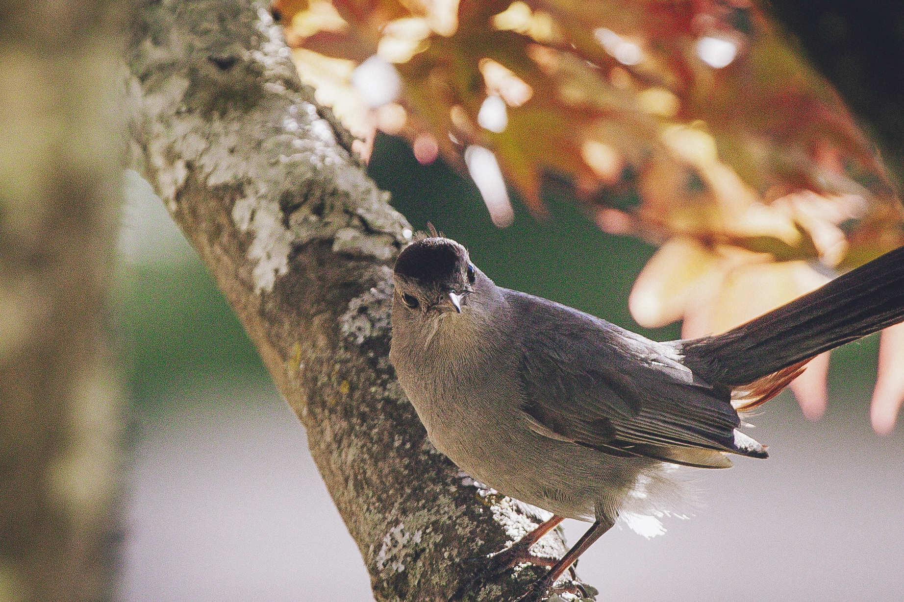 Zoomed in photo of the catbird's face, now turned to look at the camera