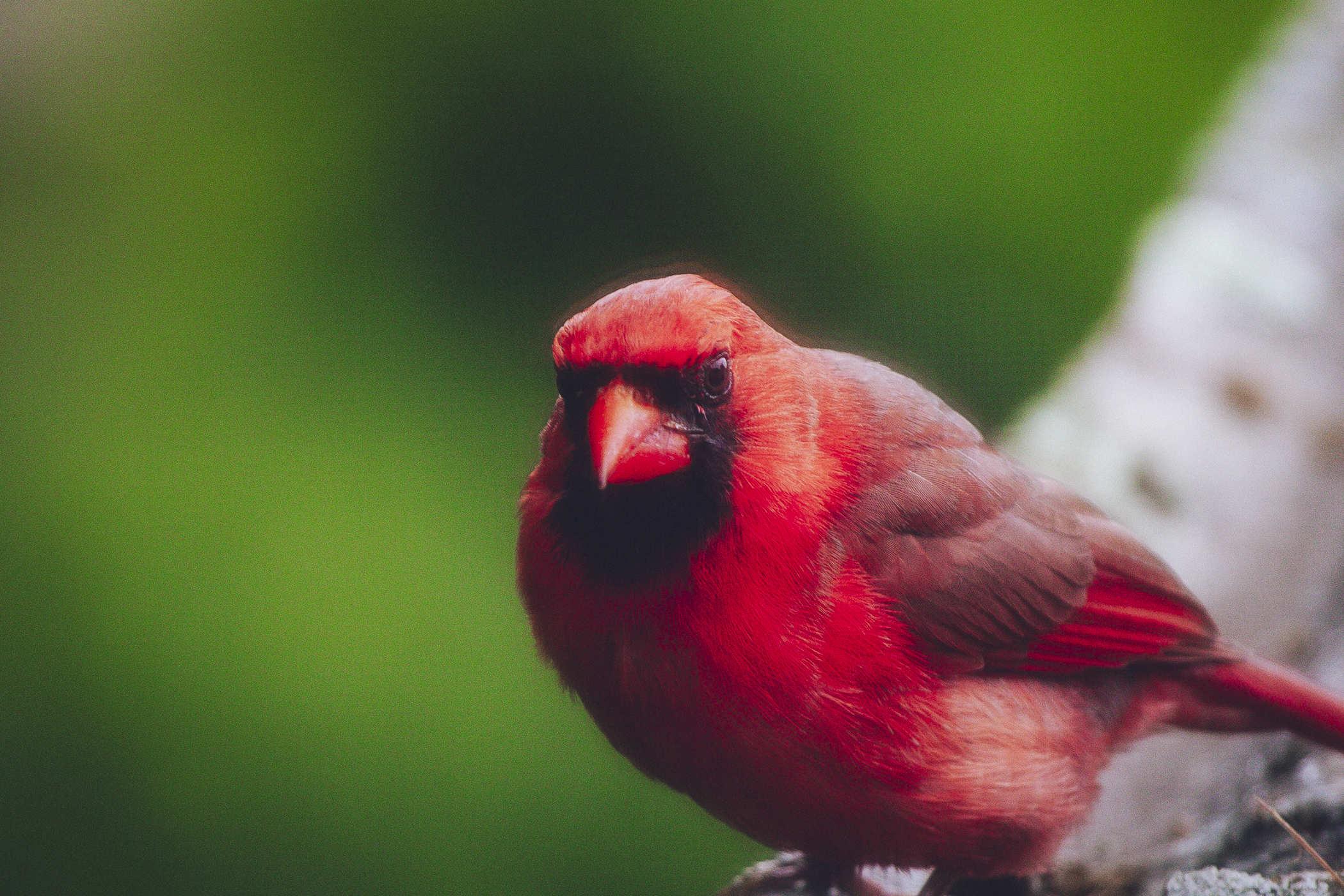 The camera has dramatically zoomed in on its face, now facing the camera
